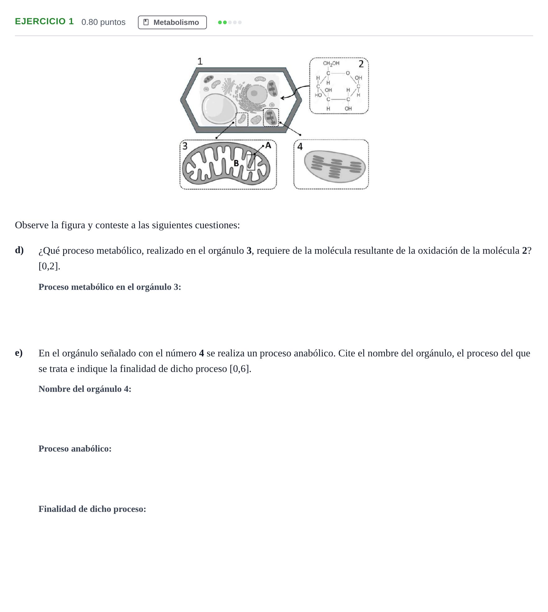 Enunciado: Ejercicio 1 - Metabolismo · Biología PAU Andalucía Ordinaria Suplente 1 2025