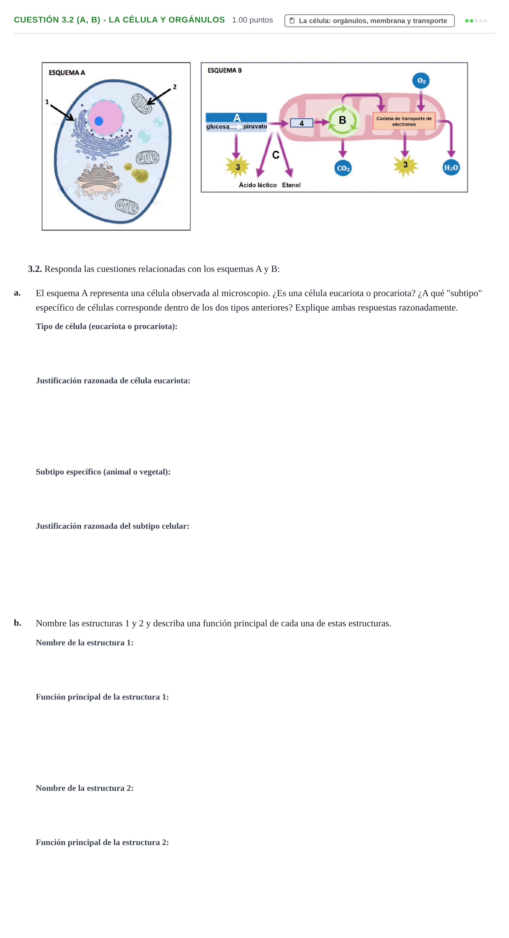 Enunciado: Cuestión 3.2 (a, b) - La célula y orgánulos · Biología PAU Castilla-La Mancha Ordinaria 2022