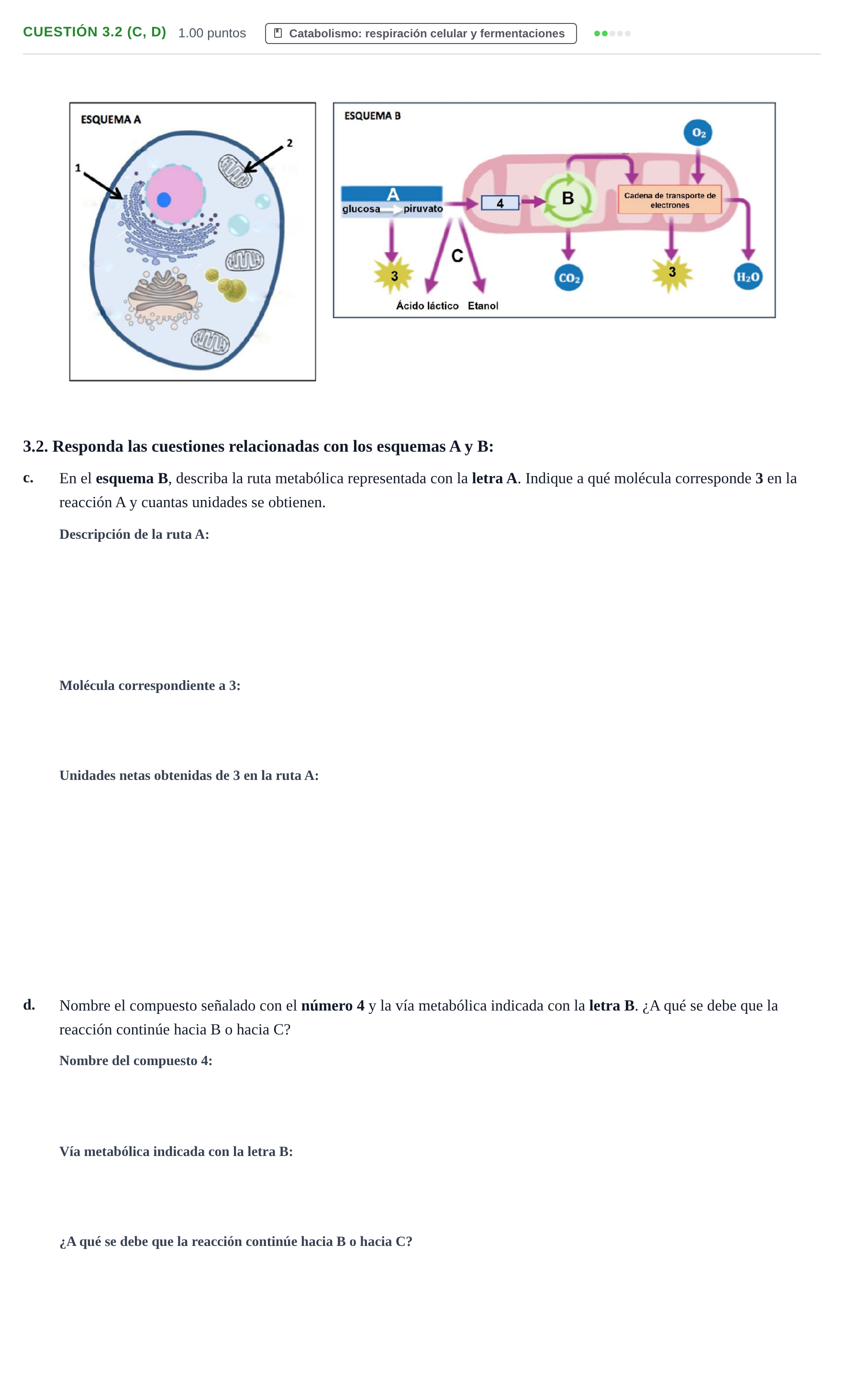 Enunciado: Cuestión 3.2 (c, d) - Catabolismo · Biología PAU Castilla-La Mancha Ordinaria 2022