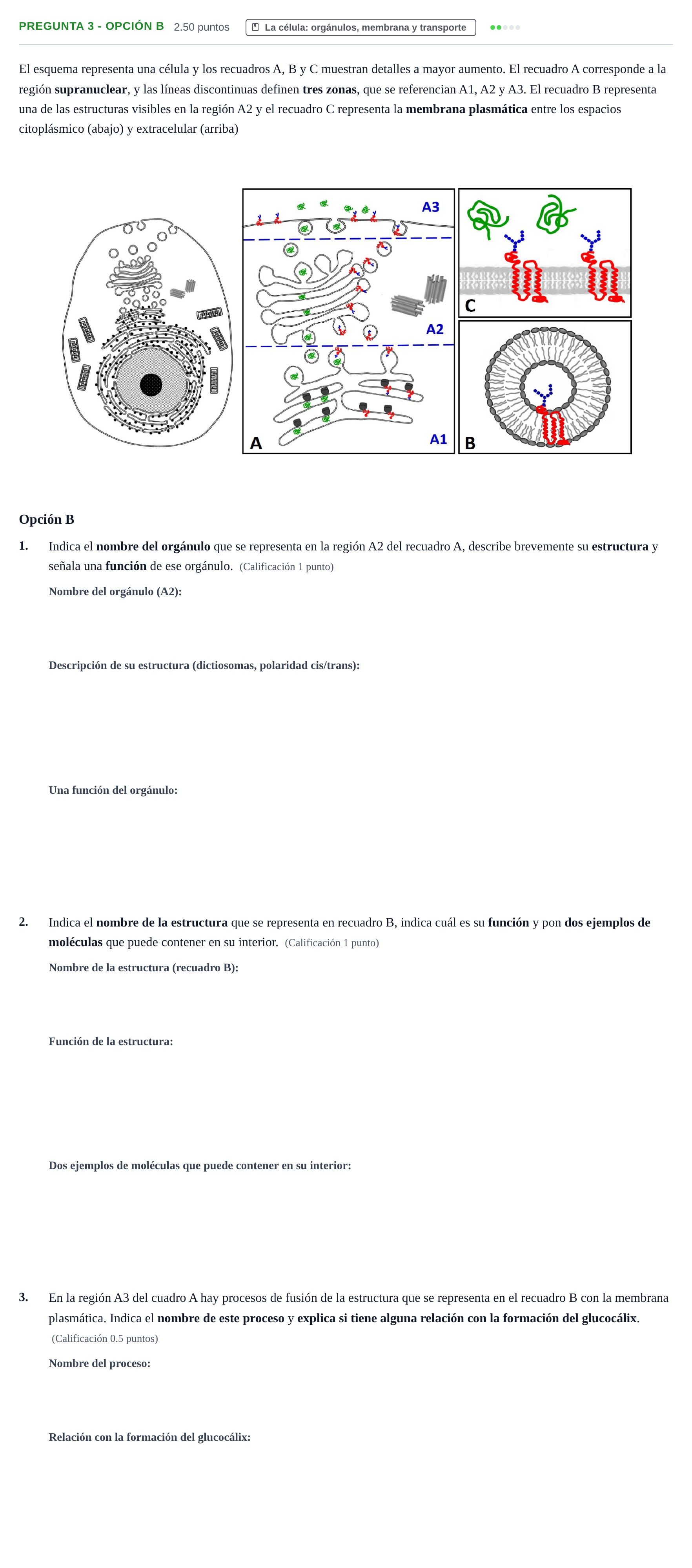 Enunciado: Pregunta 3 - Opción B · Biología PAU Asturias Ordinaria 2026