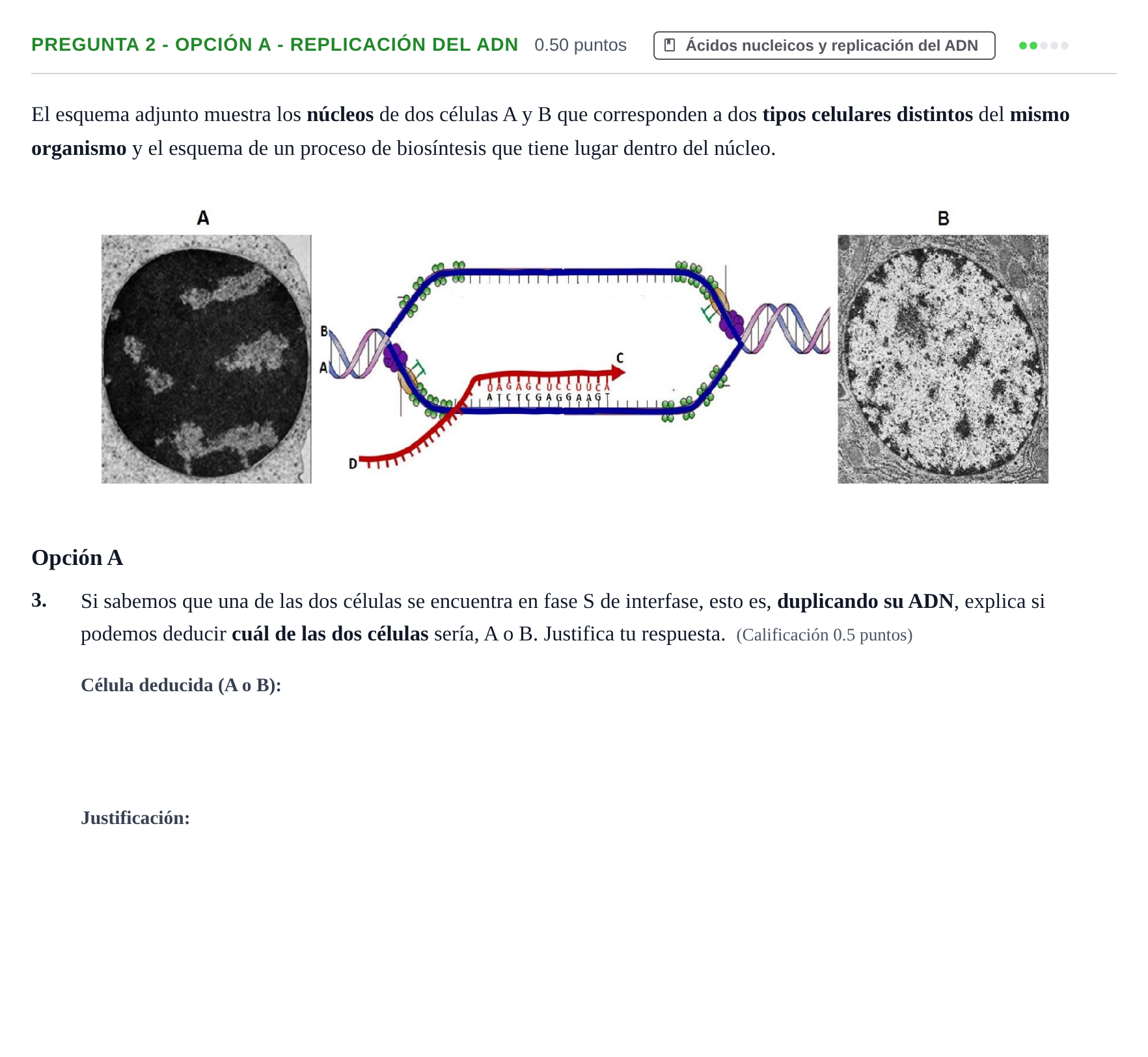 Enunciado: Pregunta 2 - Opción A - Replicación del ADN · Biología PAU Asturias Ordinaria 2025