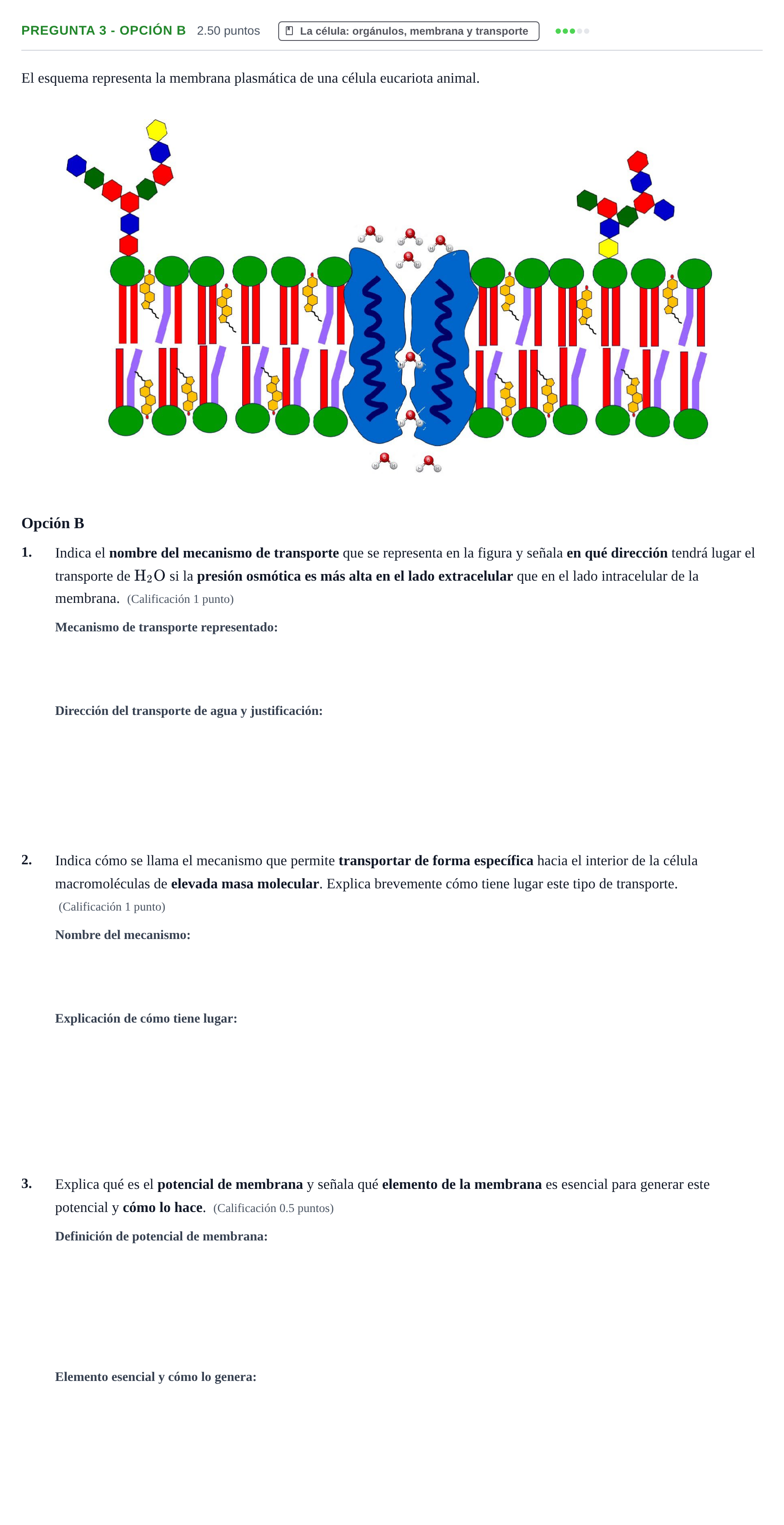 Enunciado: Pregunta 3 - Opción B · Biología PAU Asturias Ordinaria 2025