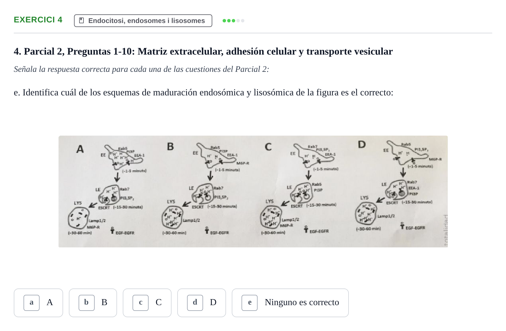 Enunciado: Ejercicio 4 - Endocitosi, endosomes i lisosomes · Biología Celular UB Recull de preguntes de preparació d'examen (Parcials 1 i 2)