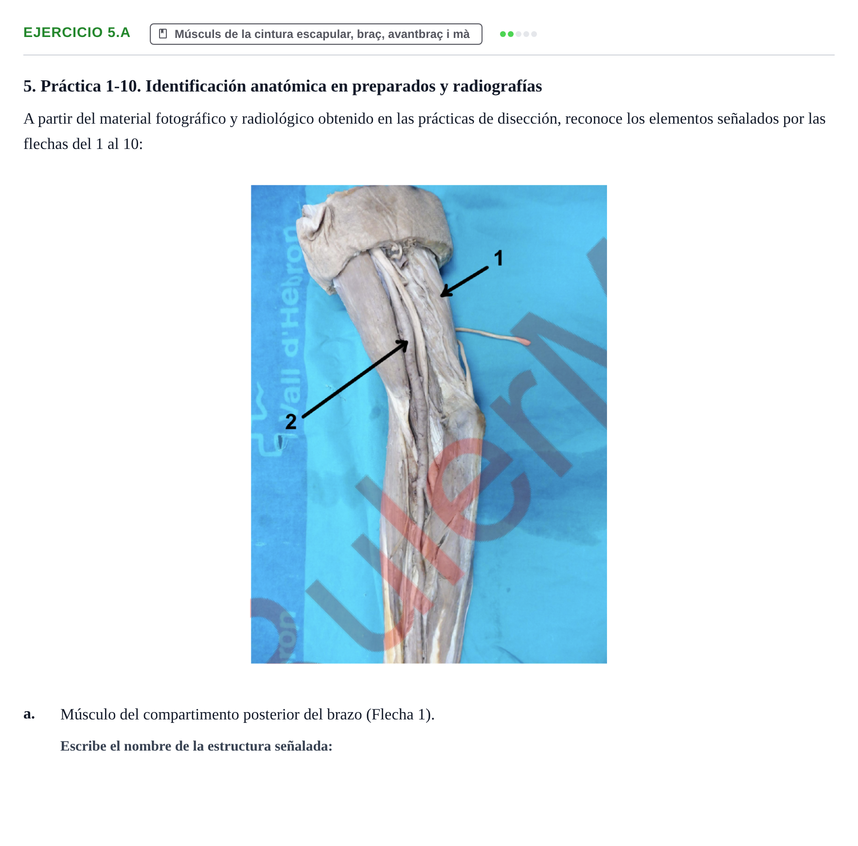 Enunciado: Ejercicio 5.a · Anatomia Humana: Generalitats i Aparell Locomotor UAB 2024