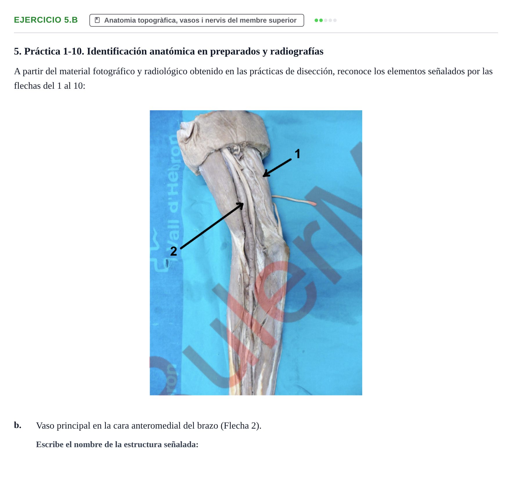 Enunciado: Ejercicio 5.b · Anatomia Humana: Generalitats i Aparell Locomotor UAB 2024