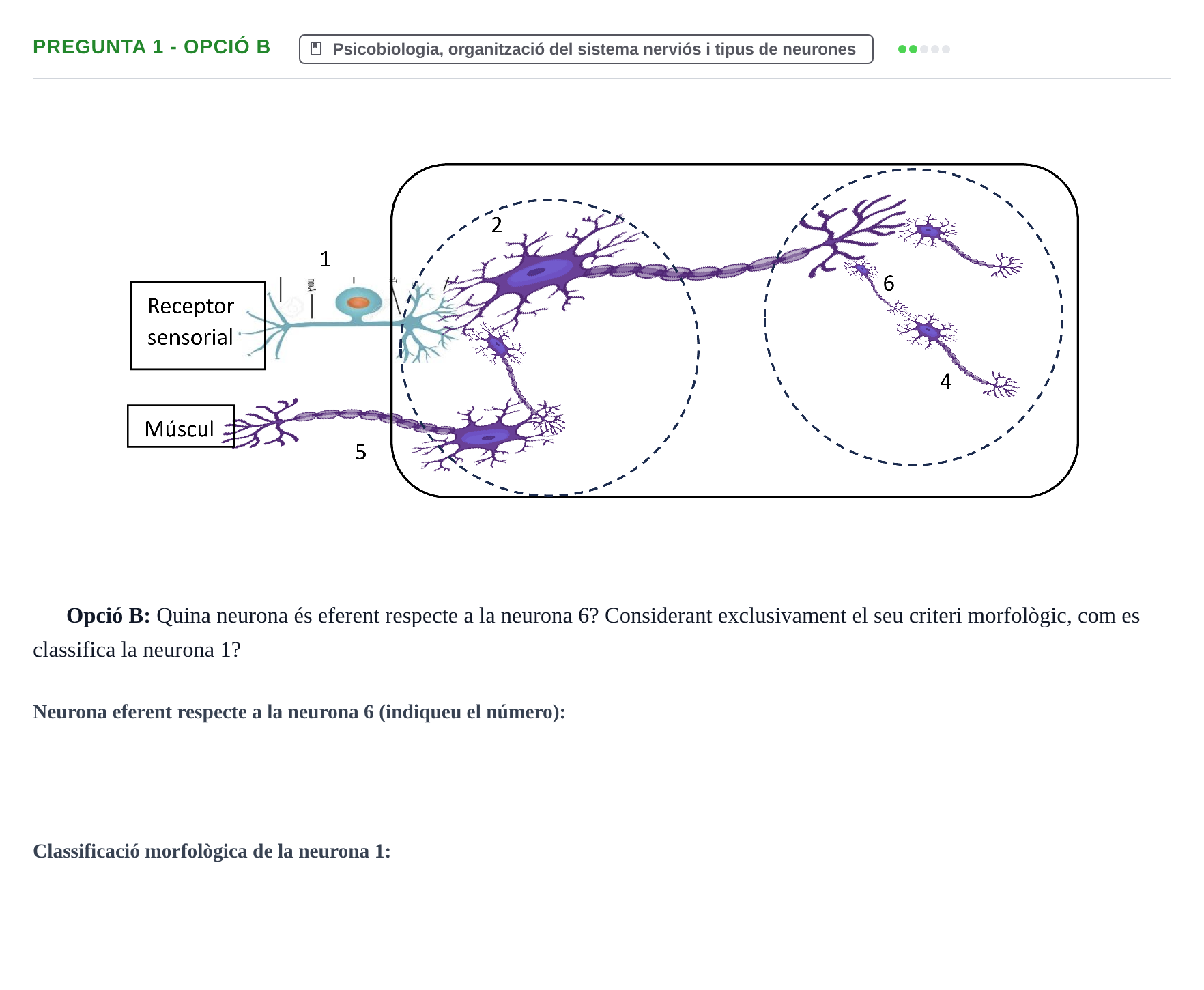 Enunciado: Pregunta 1 - Opció B · Fundamentos de Psicobiología I UAB Examen Parcial: Unitats 1 i 2