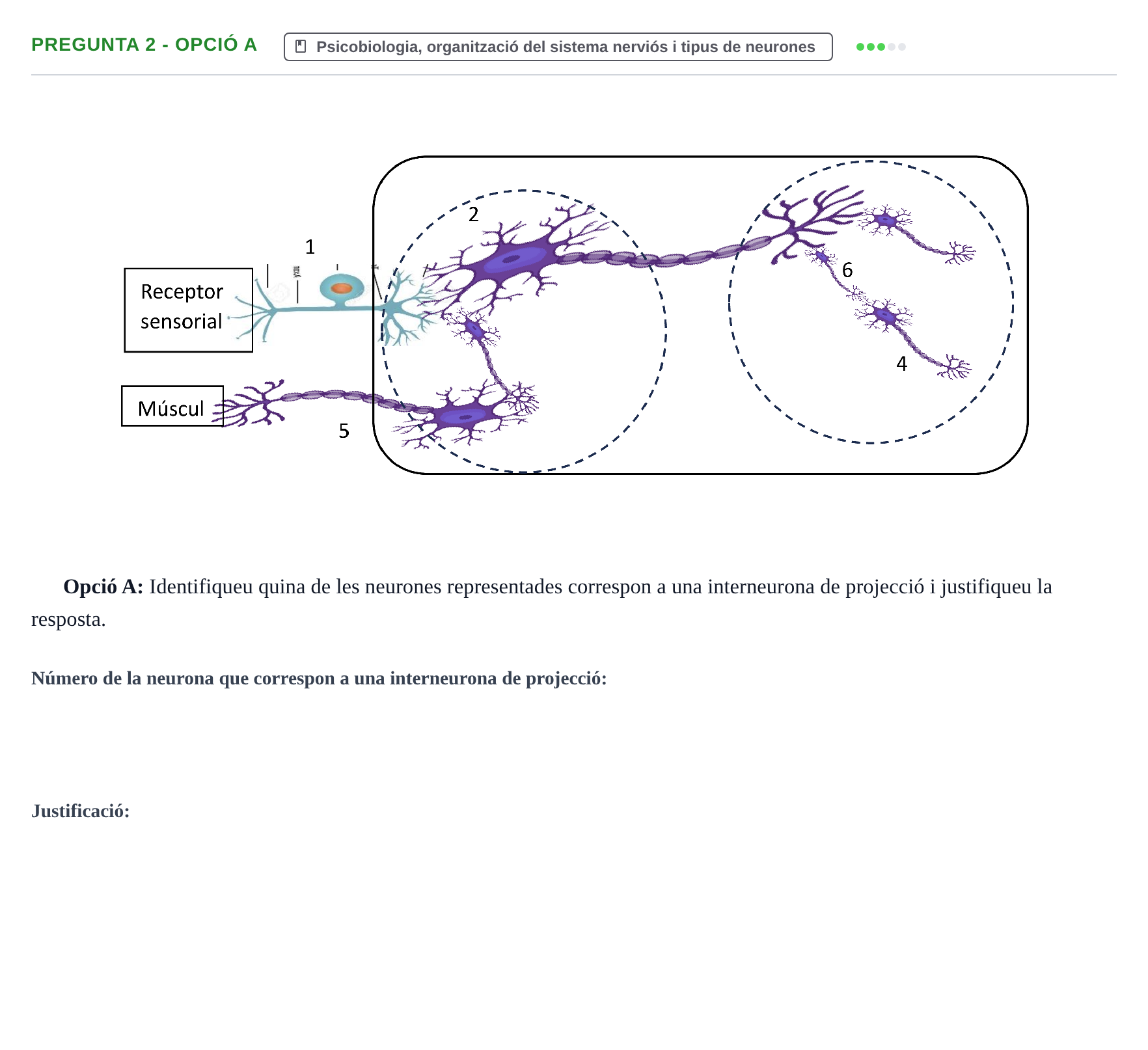 Enunciado: Pregunta 2 - Opció A · Fundamentos de Psicobiología I UAB Examen Parcial: Unitats 1 i 2