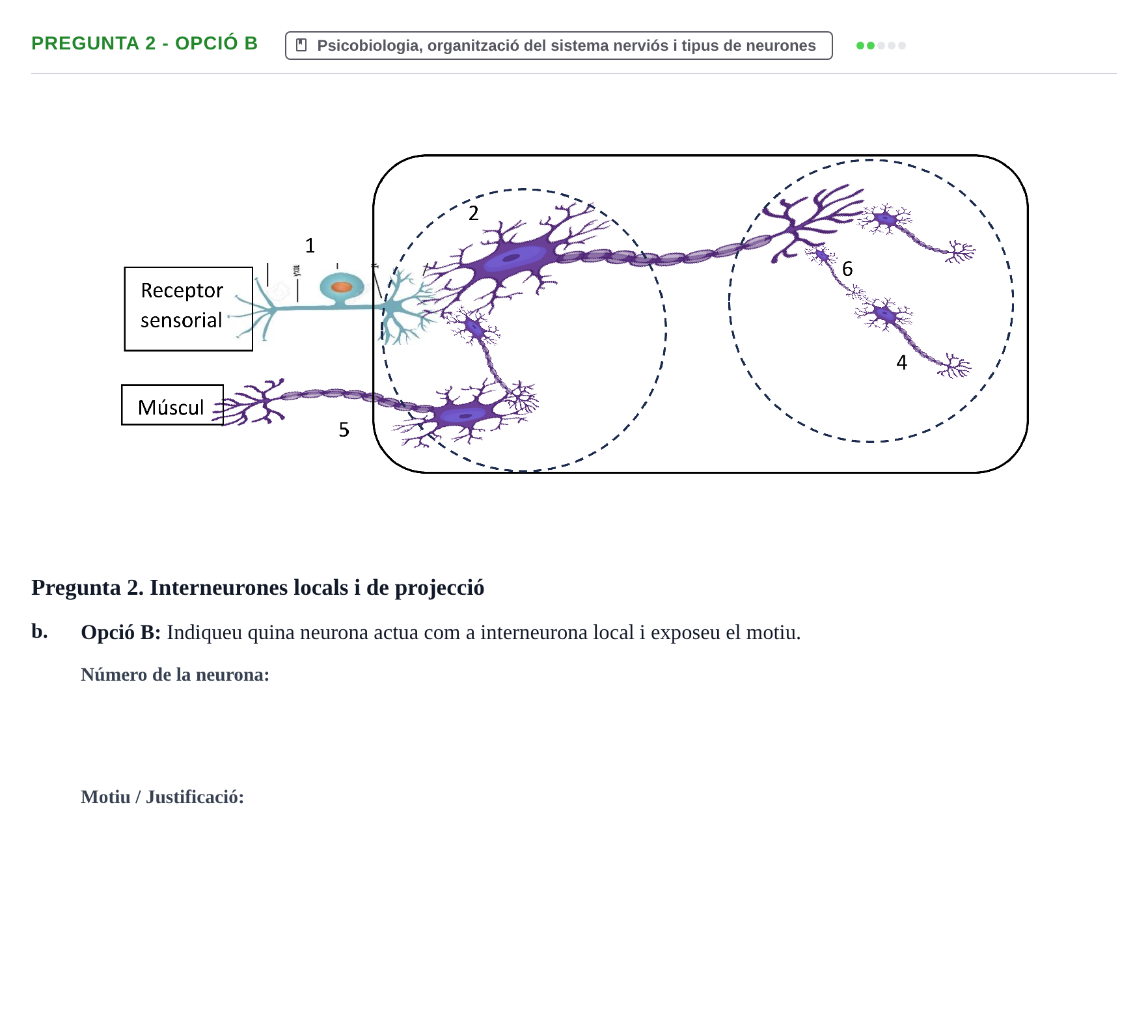 Enunciado: Pregunta 2 - Opció B · Fundamentos de Psicobiología I UAB Examen Parcial: Unitats 1 i 2