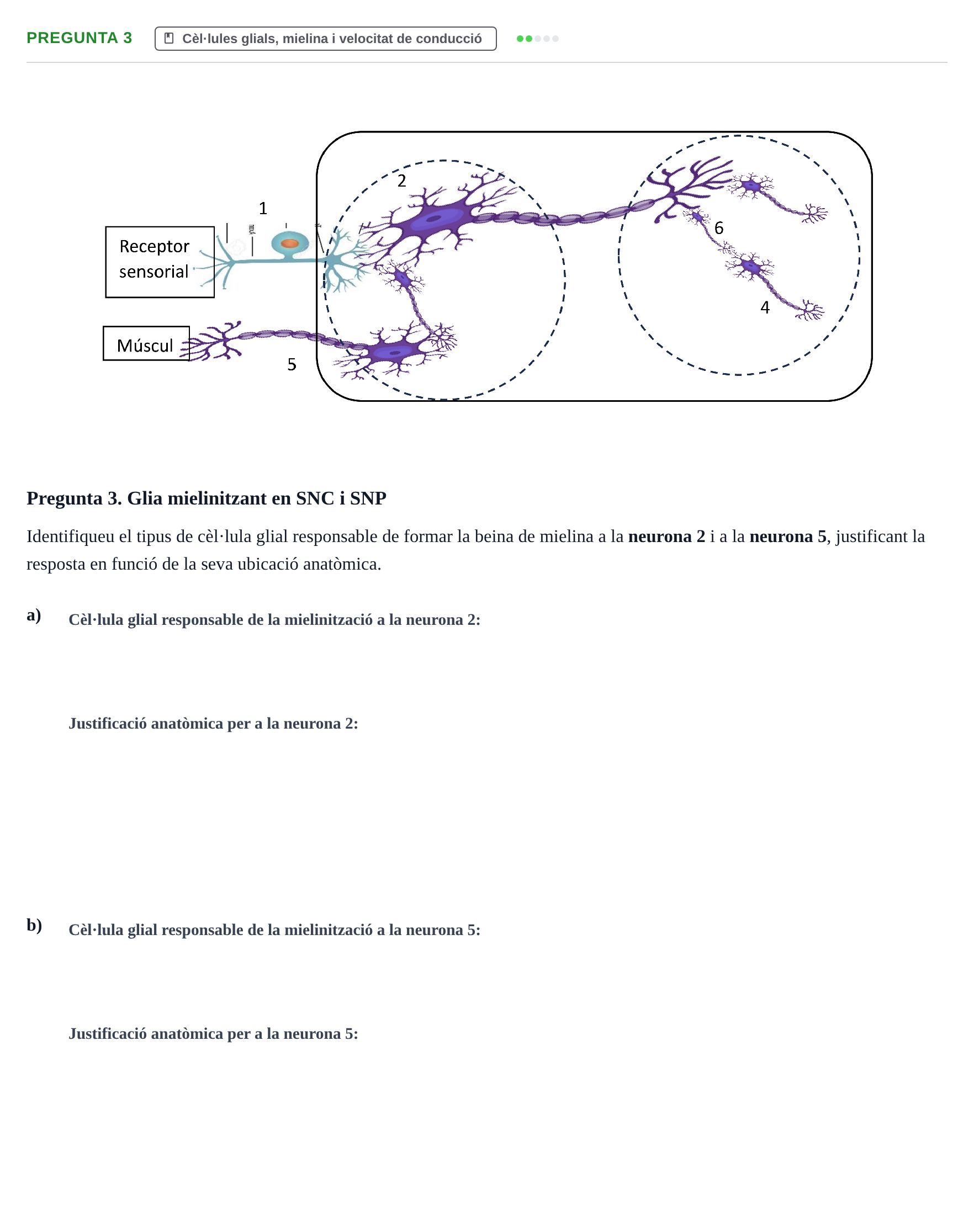 Enunciado: Pregunta 3 · Fundamentos de Psicobiología I UAB Examen Parcial: Unitats 1 i 2