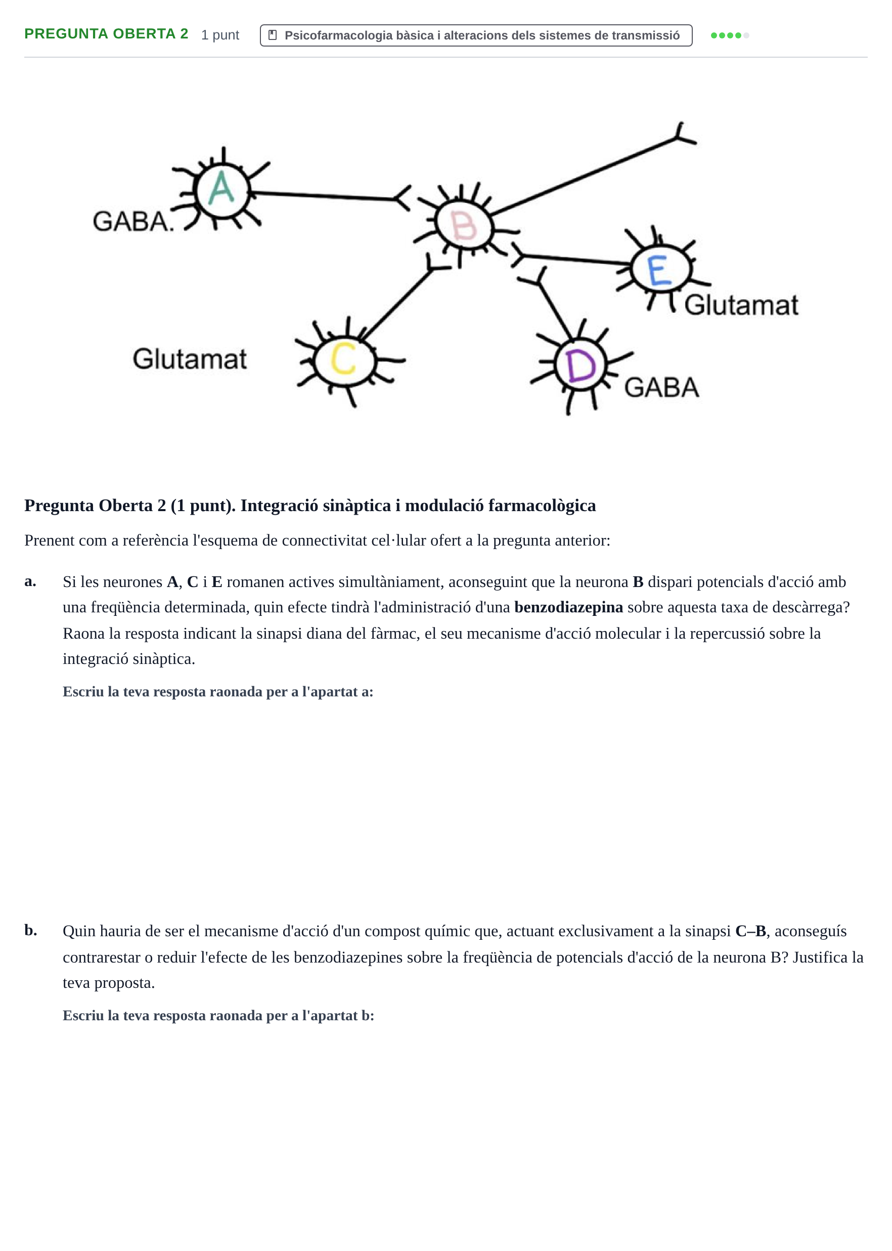 Enunciado: Pregunta Oberta 2 · Fundamentos de Psicobiología I UAB 2026