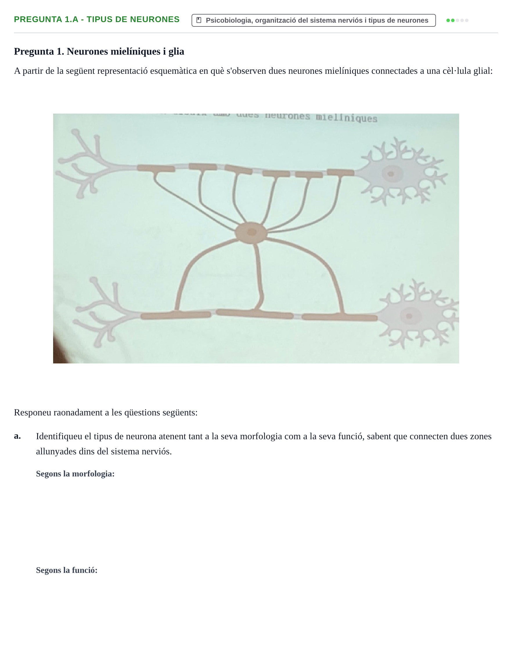 Enunciado: Pregunta 1.a - Tipus de neurones · Fundamentos de Psicobiología I UAB Examen Parcial: Fonaments de Psicobiologia I