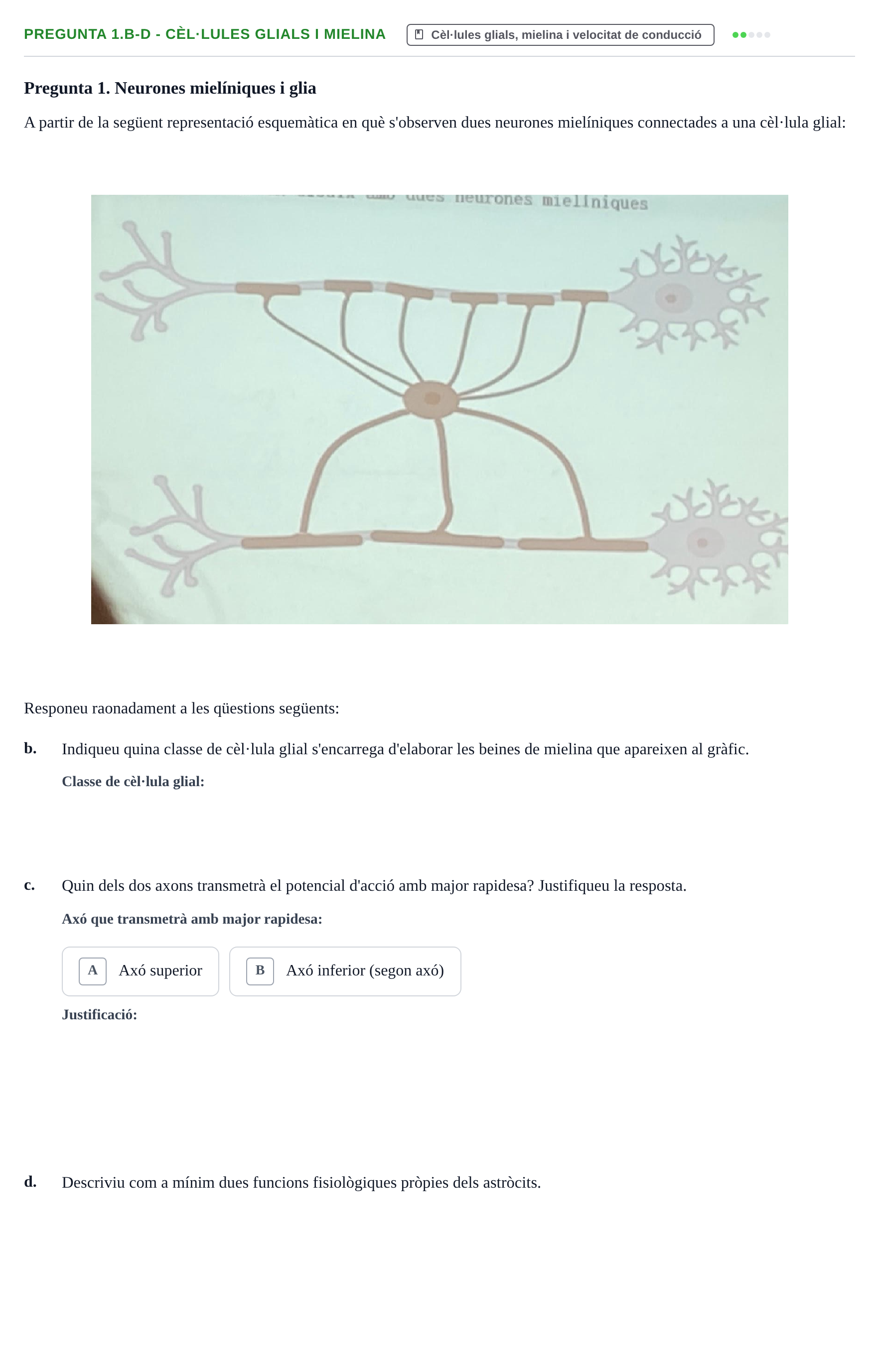 Enunciado: Pregunta 1.b-d - Cèl·lules glials i mielina · Fundamentos de Psicobiología I UAB Examen Parcial: Fonaments de Psicobiologia I
