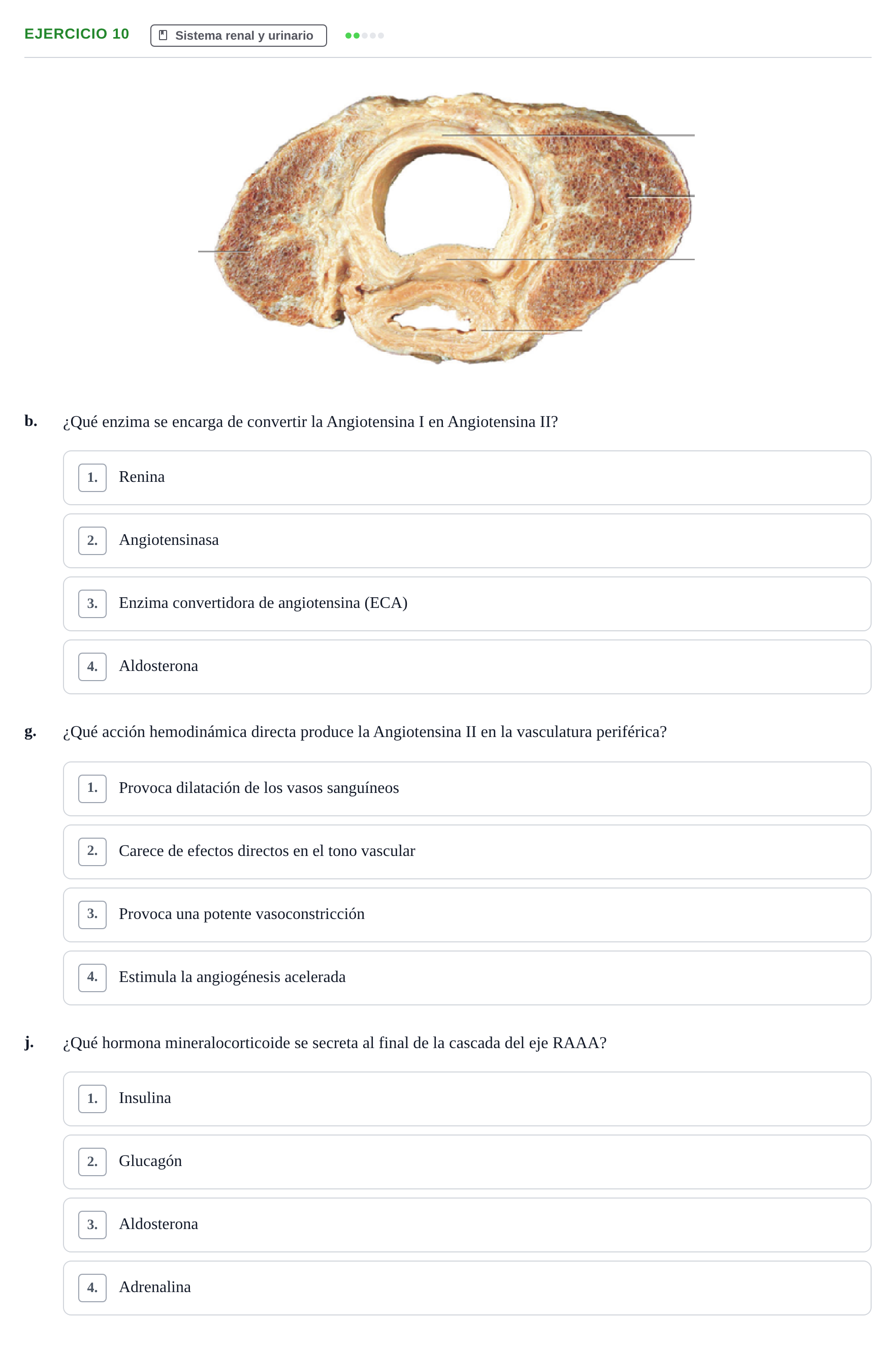 Enunciado: Ejercicio 10 - Sistema renal · BASES BIOLÒGIQUES PER L'ATENCIO A LA PERSONA: ANATOMIA UDL 2023
