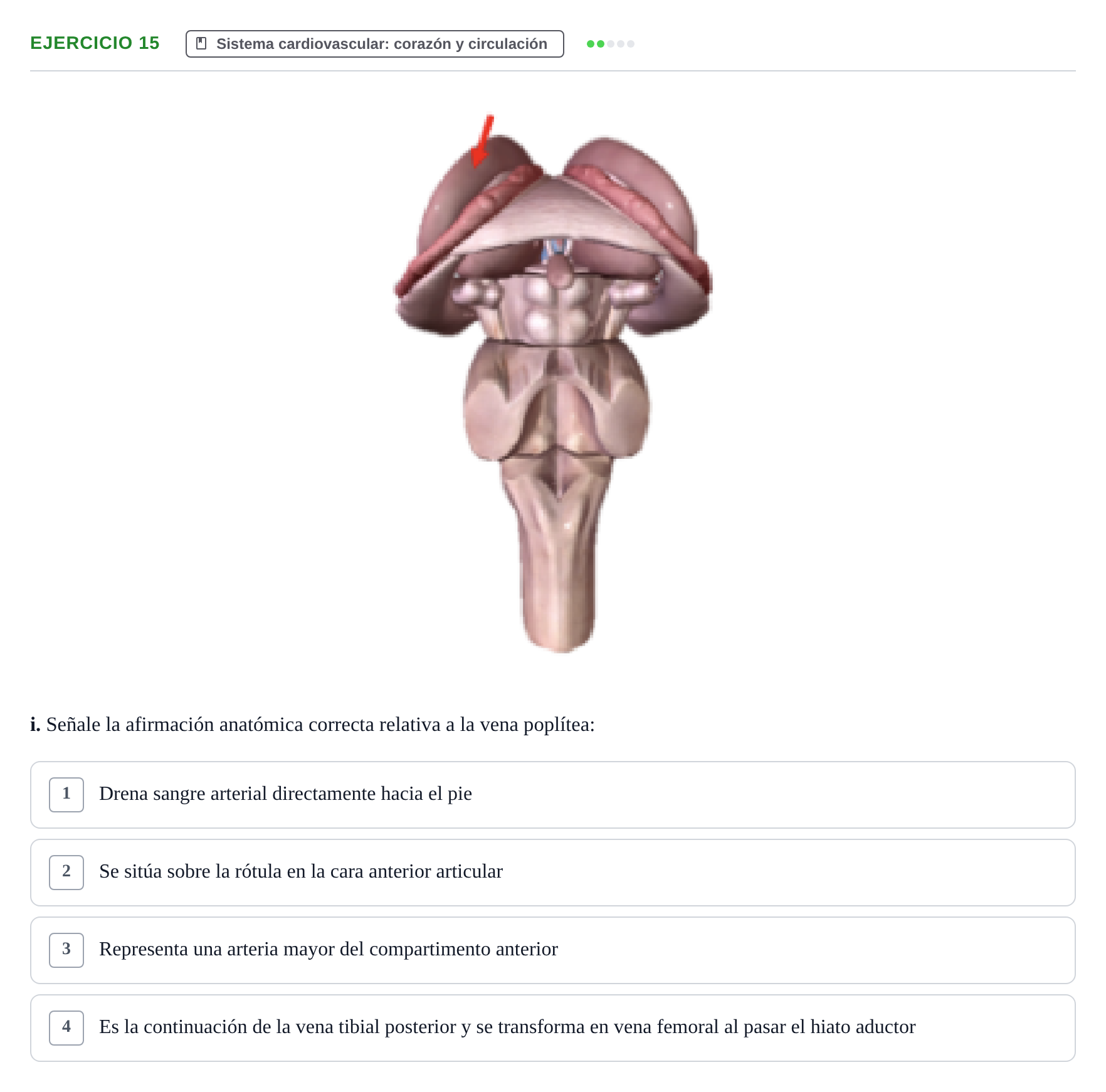 Enunciado: Ejercicio 15 - Sistema cardiovascular · BASES BIOLÒGIQUES PER L'ATENCIO A LA PERSONA: ANATOMIA UDL 2023