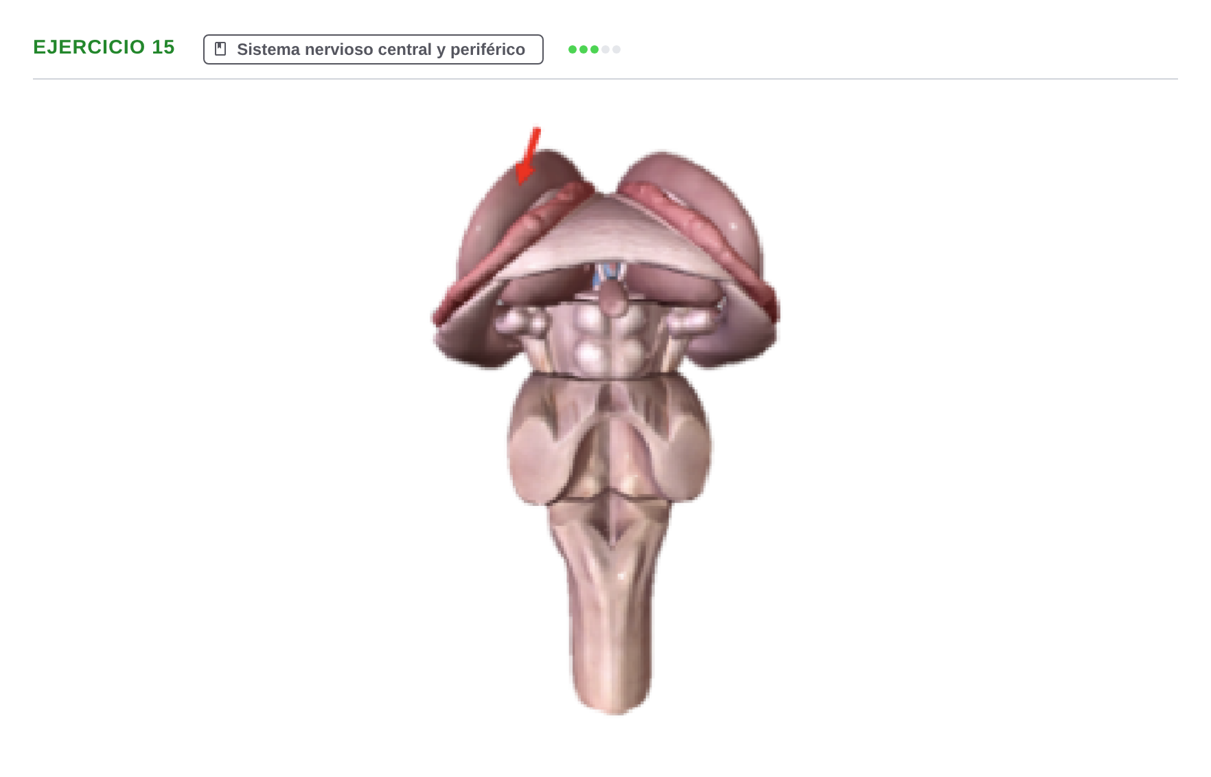 Enunciado: Ejercicio 15 - Sistema nervioso · BASES BIOLÒGIQUES PER L'ATENCIO A LA PERSONA: ANATOMIA UDL 2023