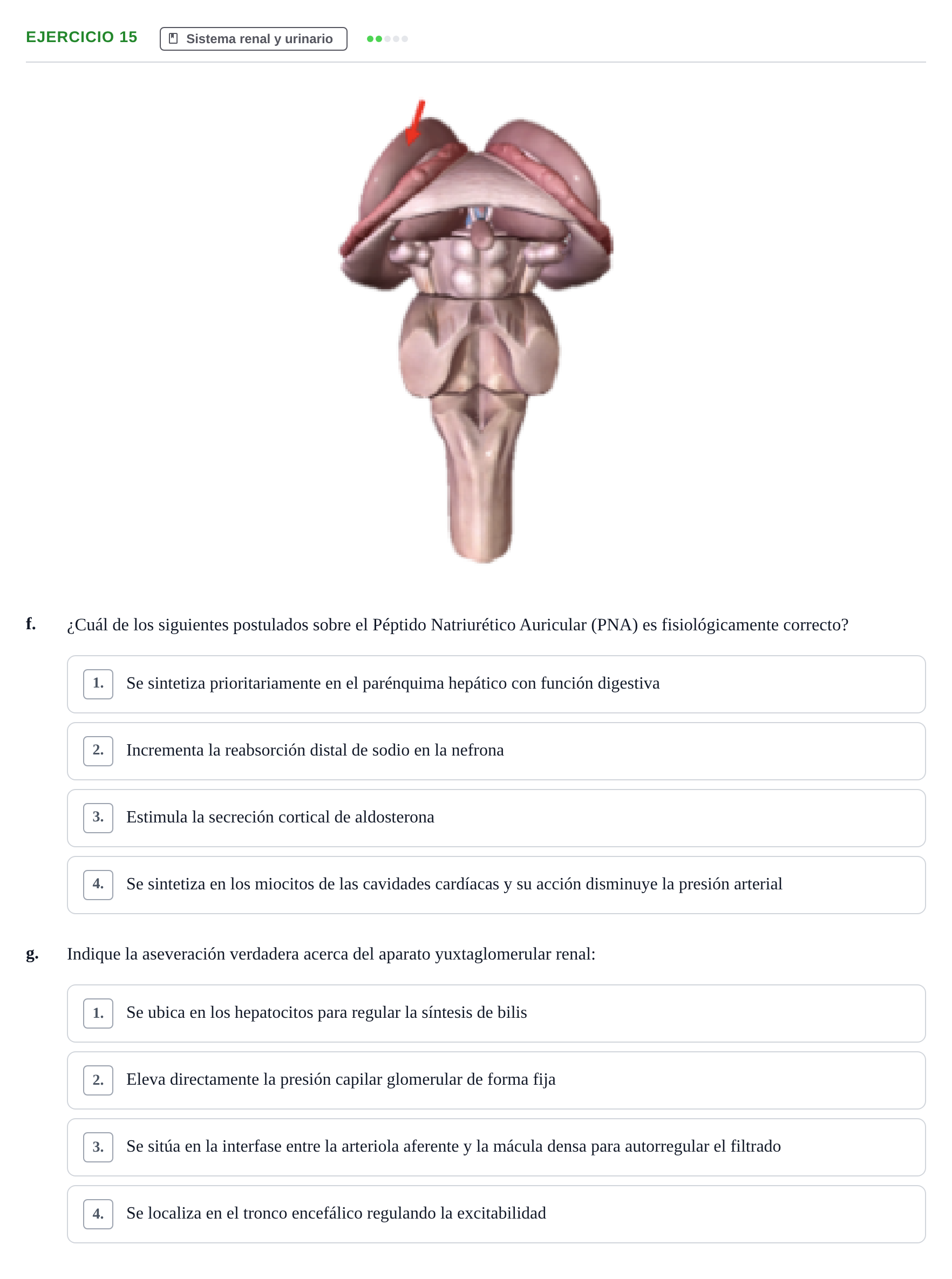 Enunciado: Ejercicio 15 - Sistema renal · BASES BIOLÒGIQUES PER L'ATENCIO A LA PERSONA: ANATOMIA UDL 2023