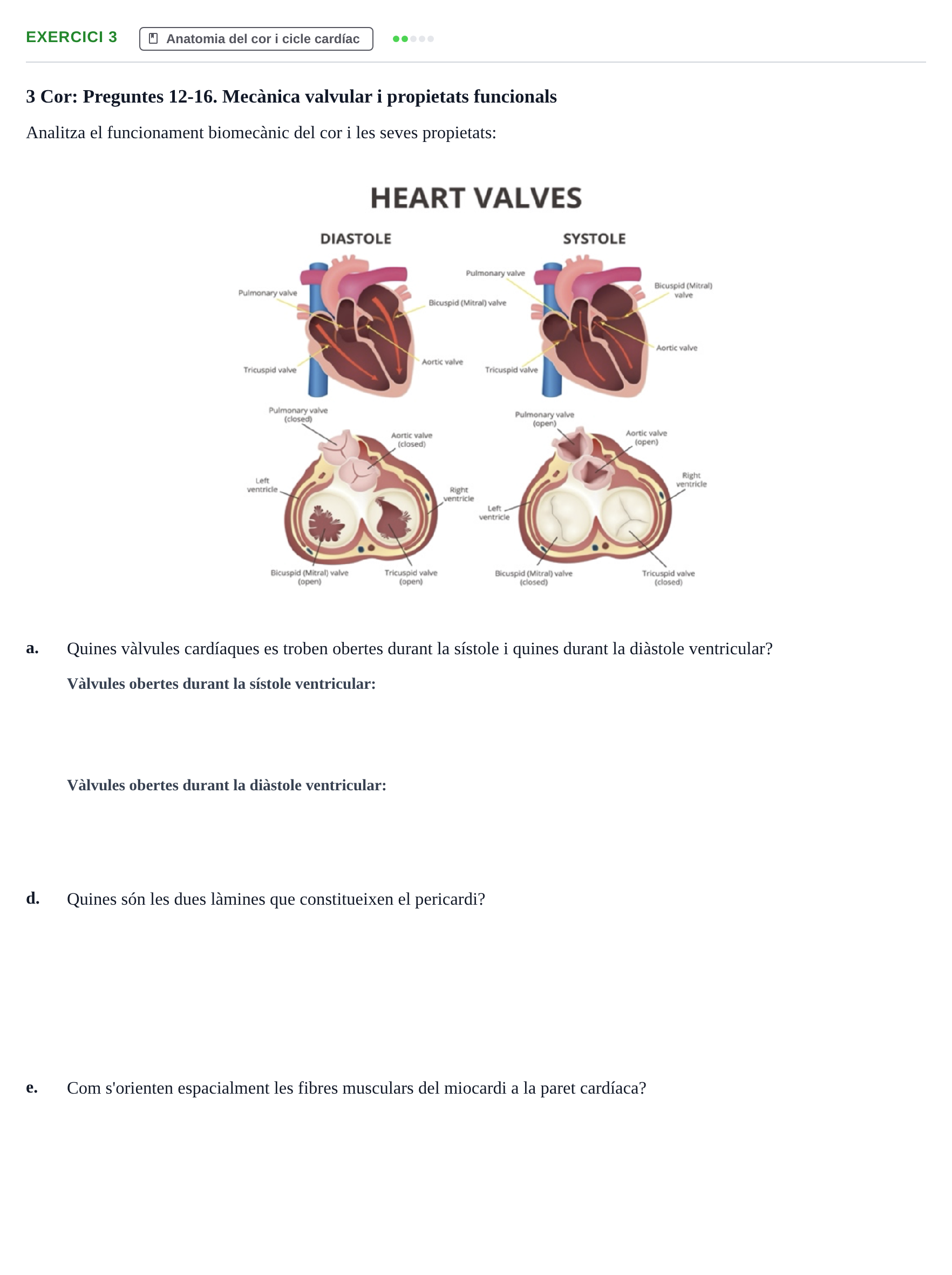 Enunciado: 3 - Anatomia del cor i cicle cardíac