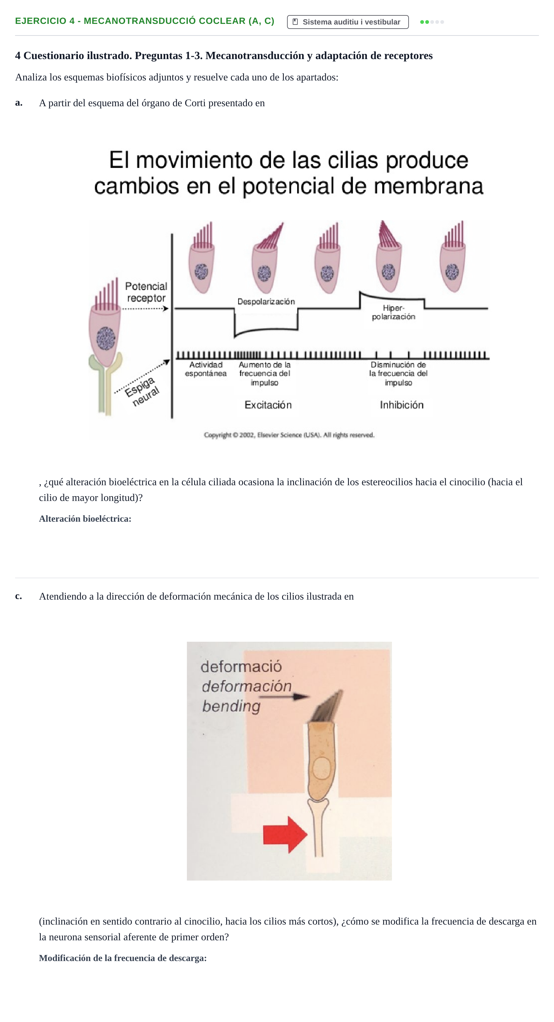 Enunciado: 4 - Mecanotransducció coclear (a, c)