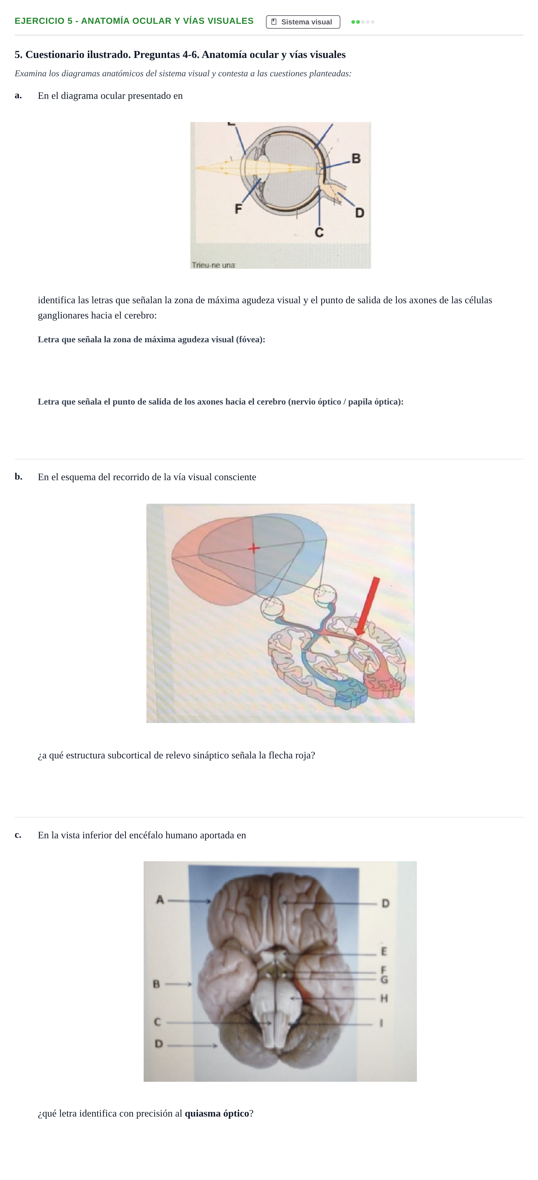 Enunciado: 5 - Anatomía ocular y vías visuales