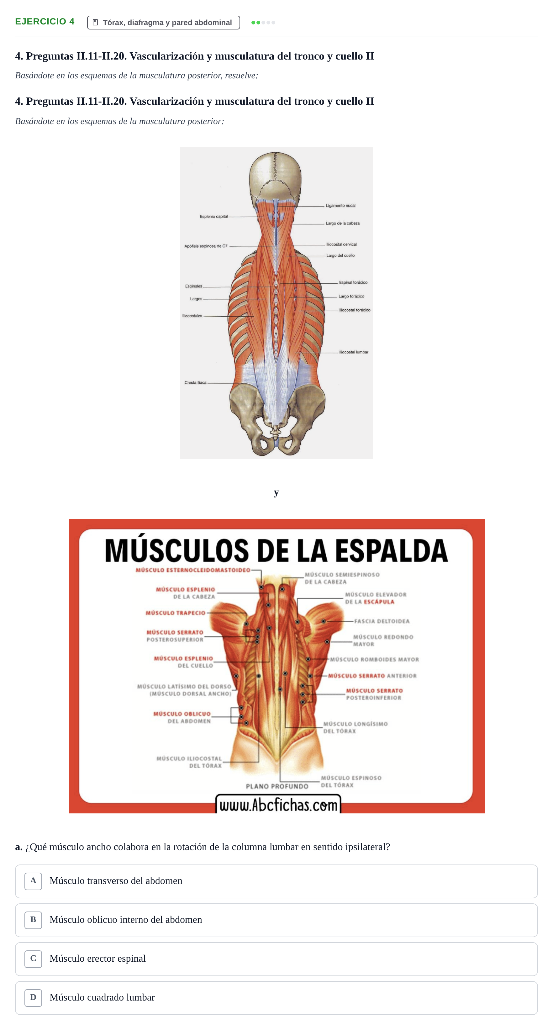 Enunciado: 4 - Tórax, diafragma y pared abdominal