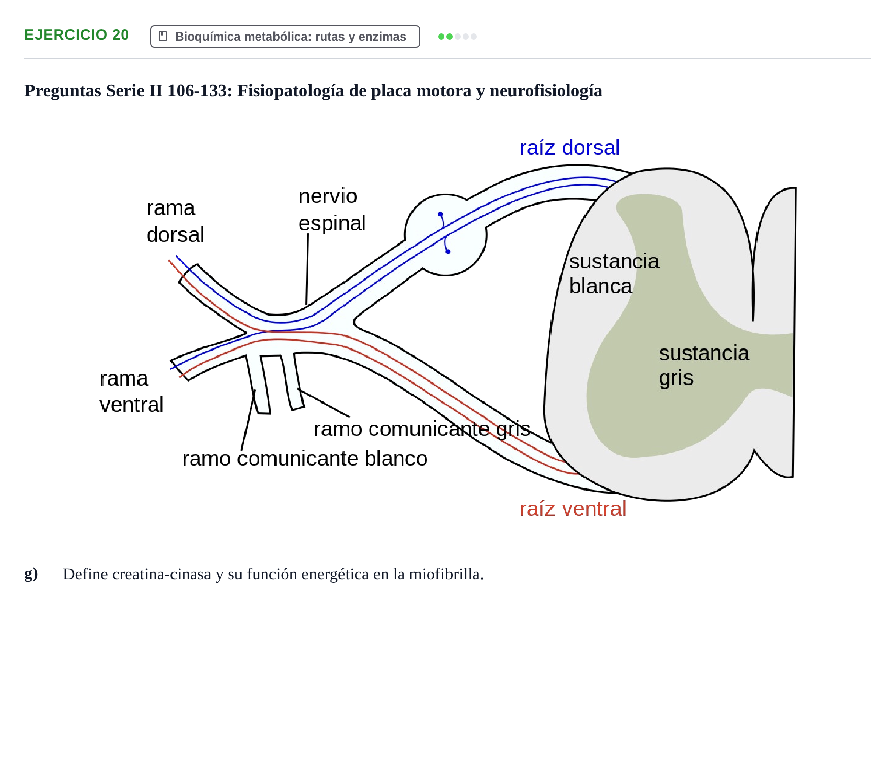 Enunciado: 20 - Bioquímica metabólica: rutas y enzimas