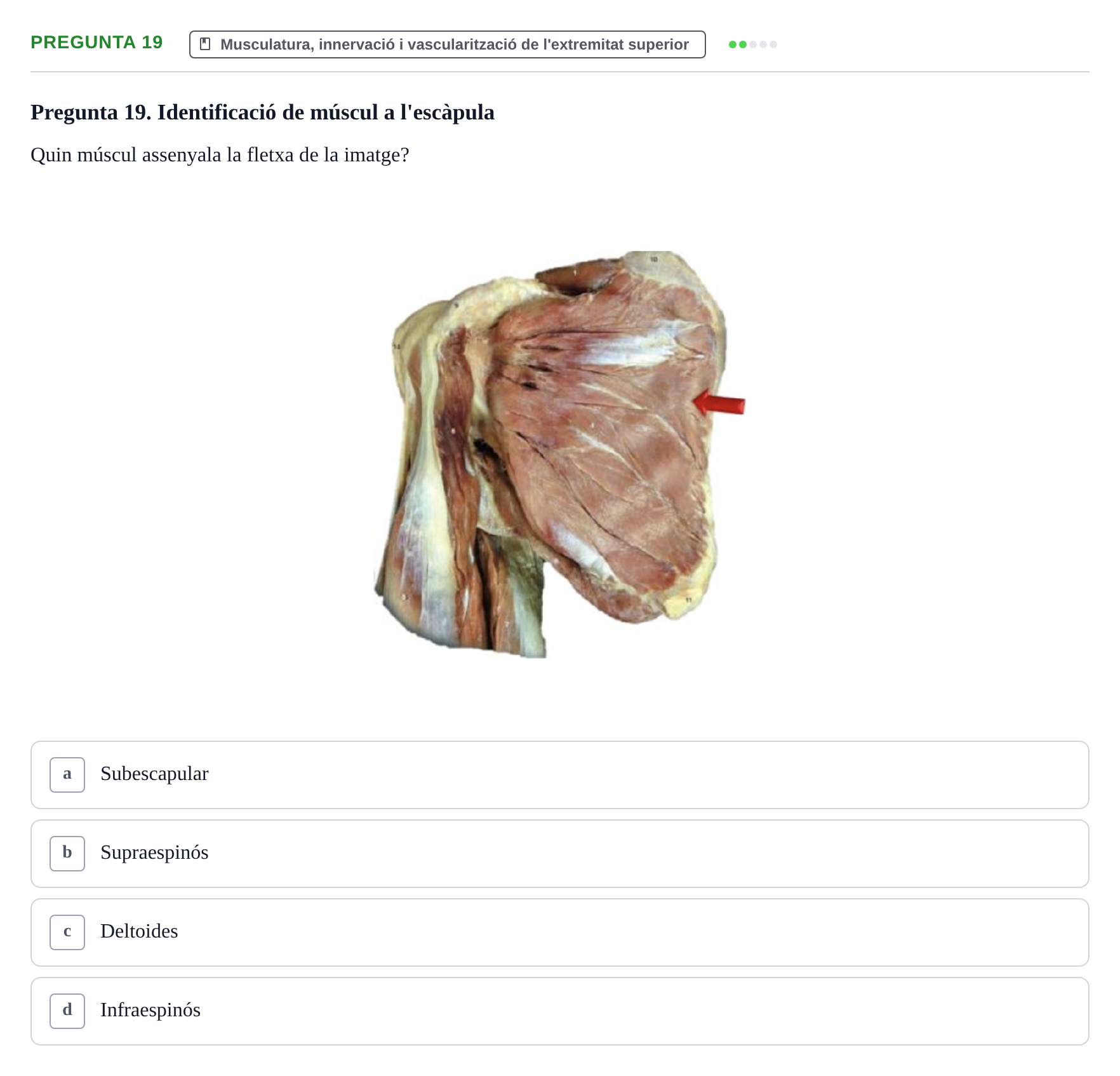 Enunciado: Pregunta 19 · Anatomía I UAB 2023
