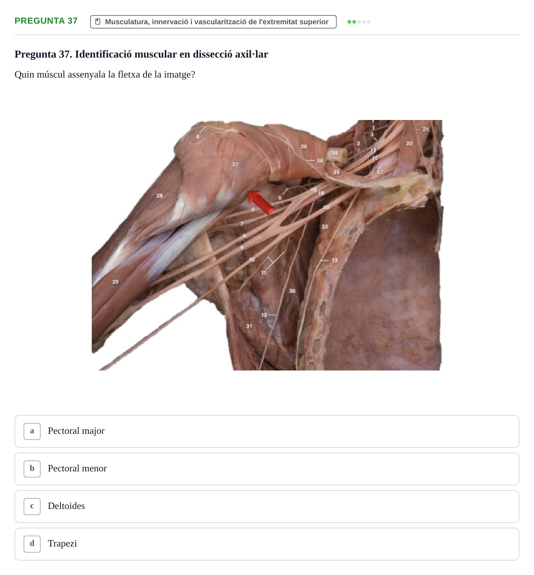 Enunciado: Pregunta 37 · Anatomía I UAB 2023