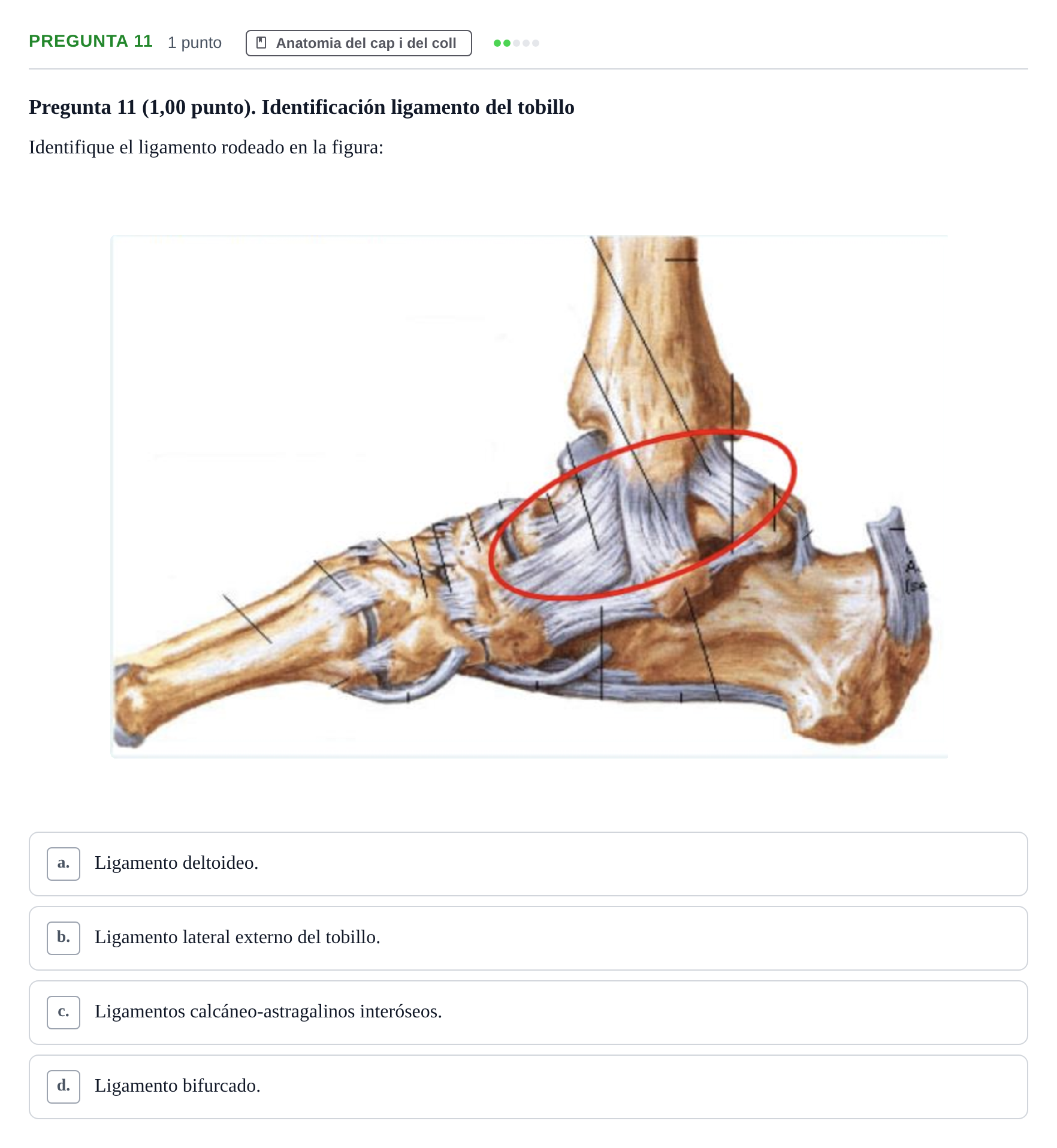 Enunciado: Pregunta 11 · Anatomía II UAB 2023