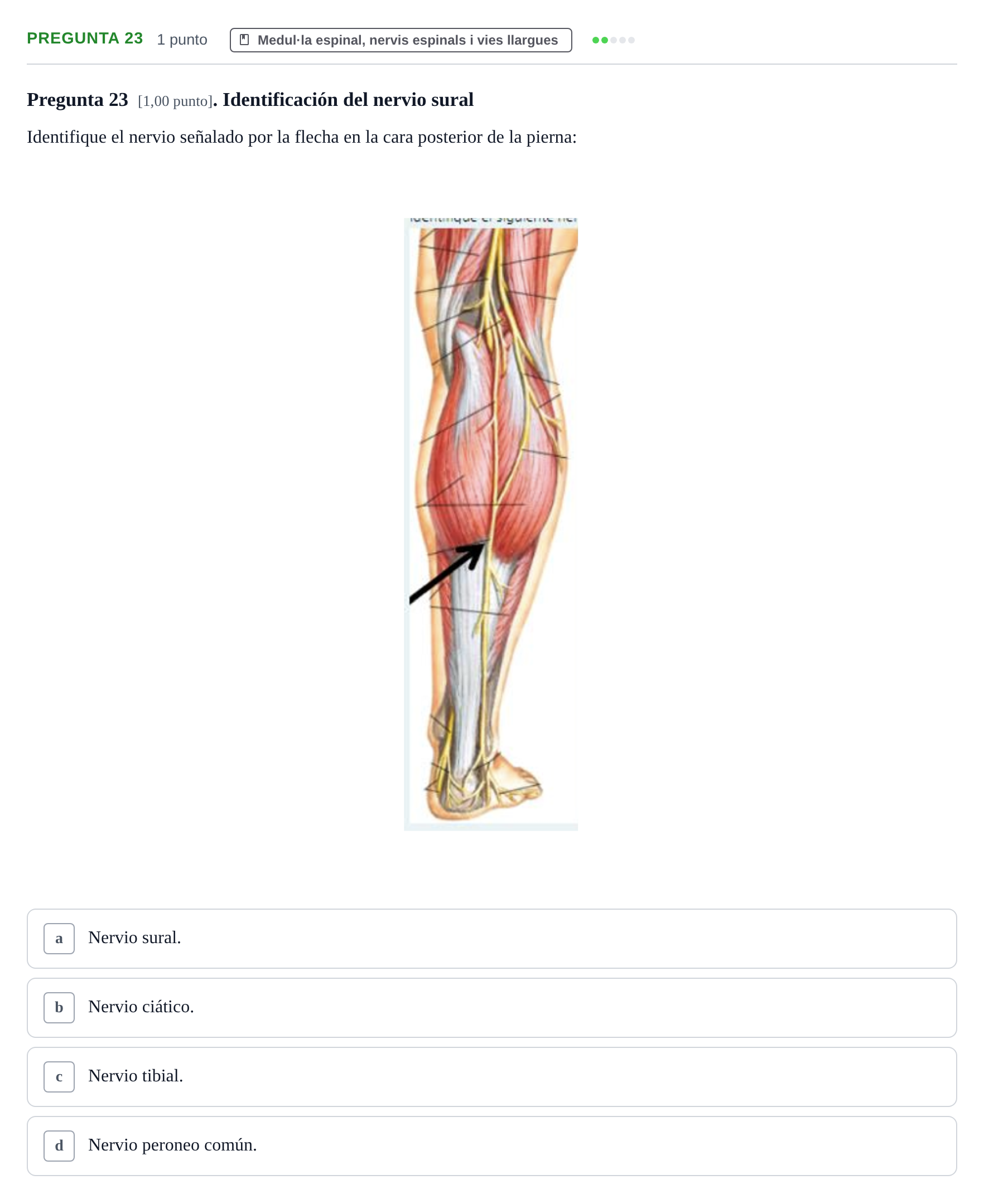 Enunciado: Pregunta 23 · Anatomía II UAB 2023