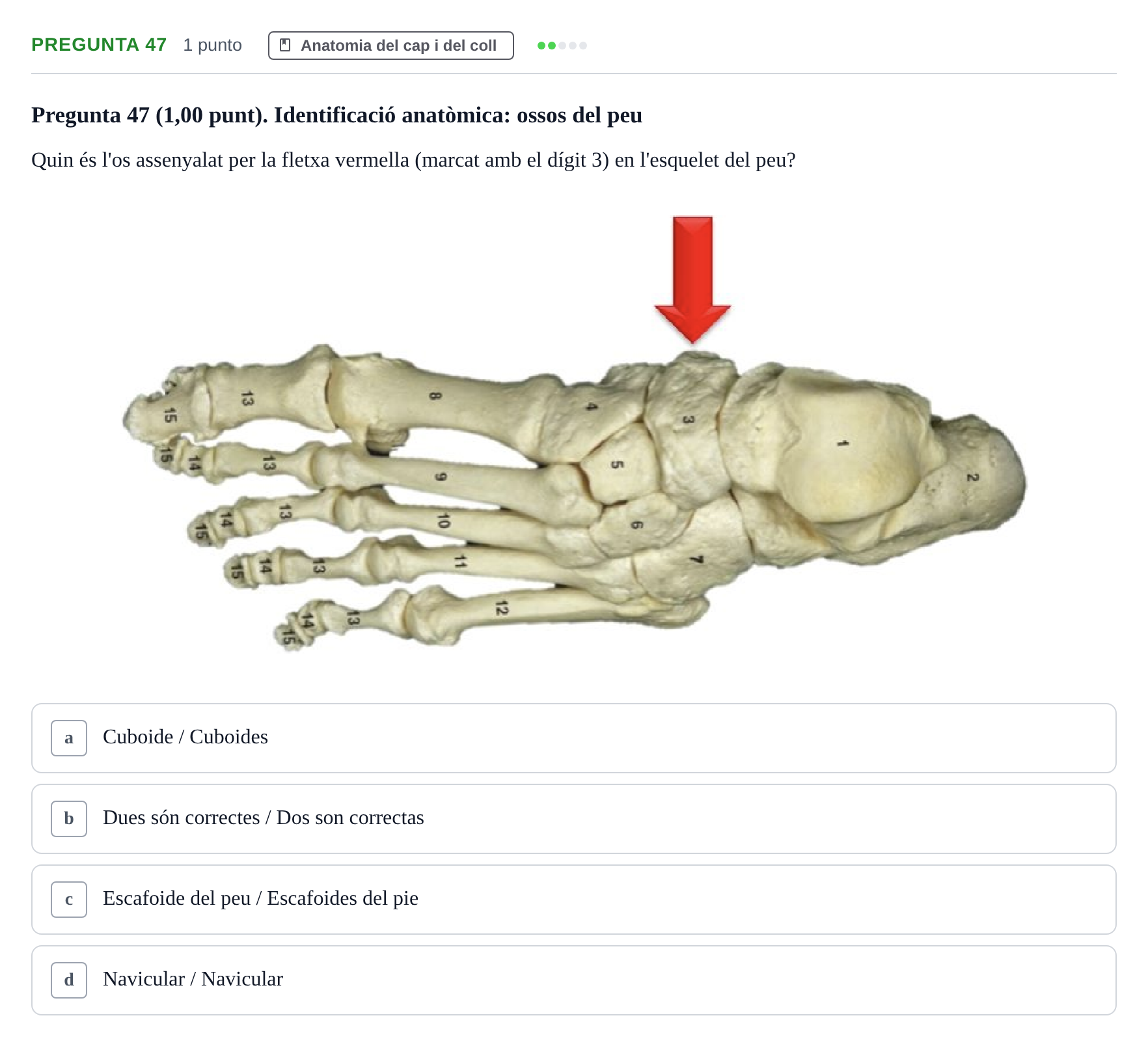 Enunciado: Pregunta 47 · Anatomía II UAB 2022