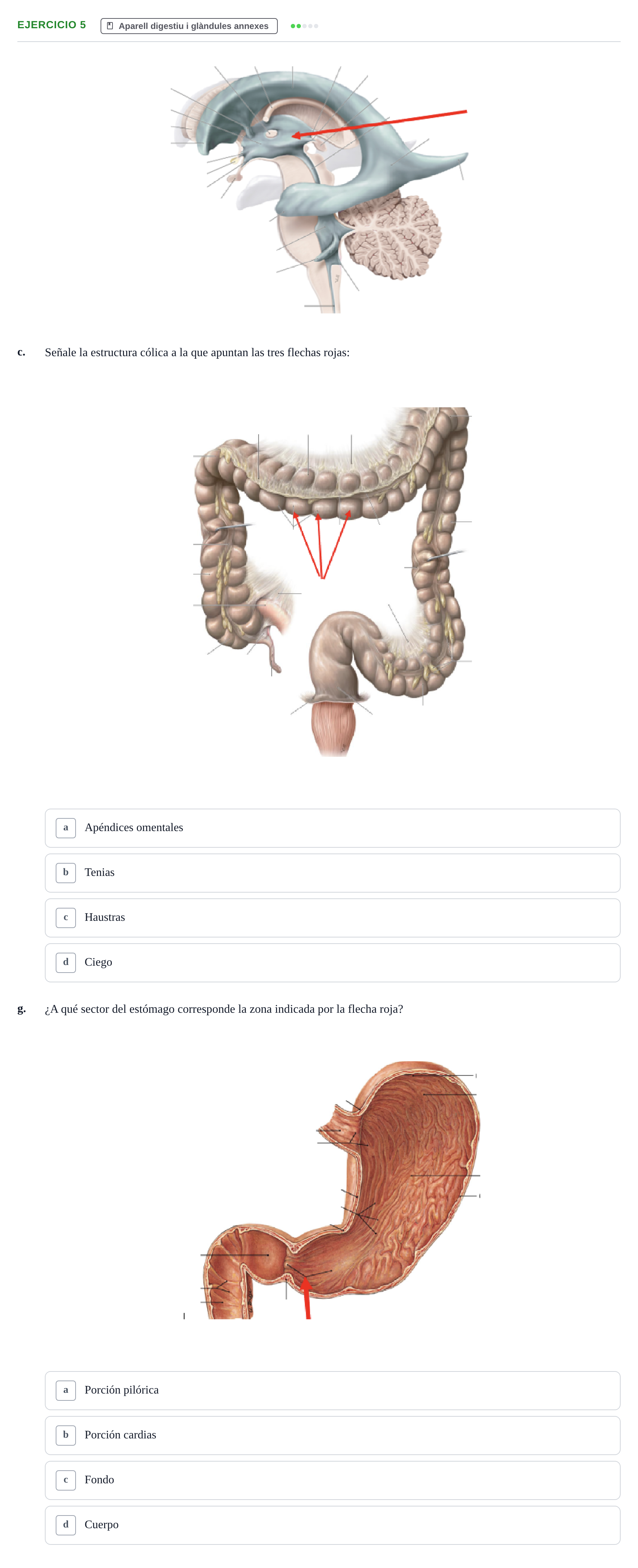 Enunciado: 5 - Aparell digestiu