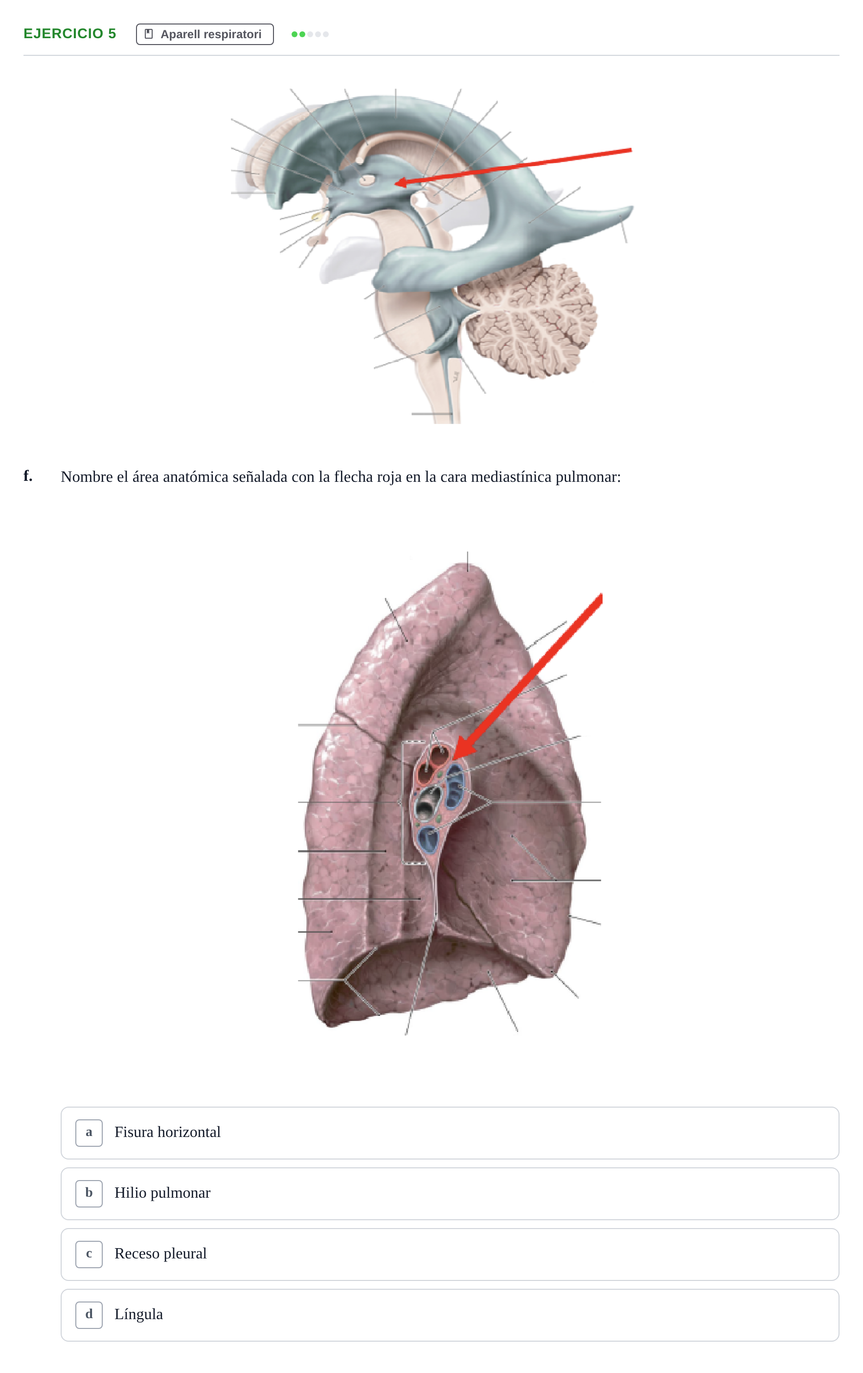 Enunciado: 5 - Aparell respiratori