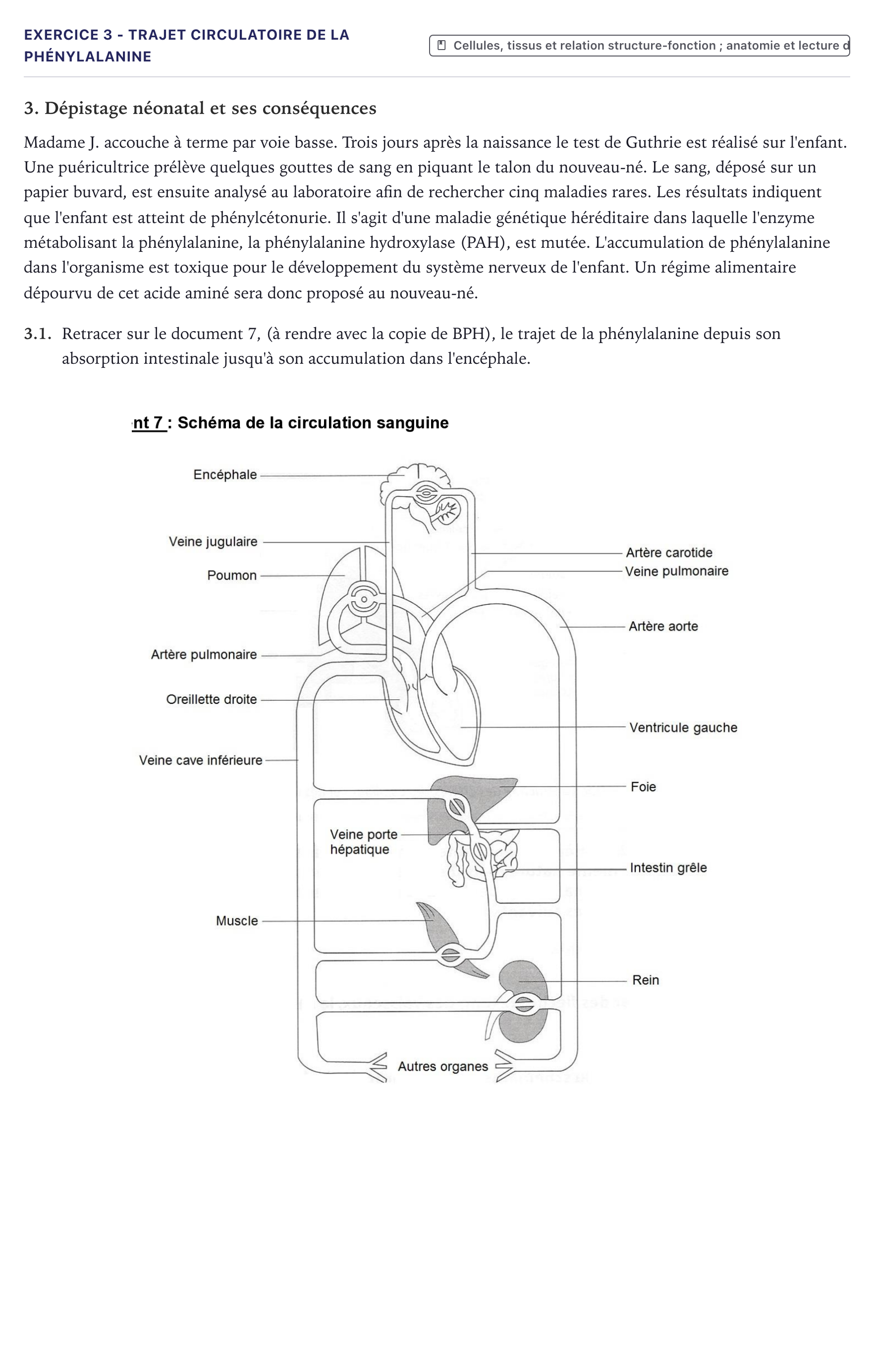 Énoncé: Exercice 3 - Trajet circulatoire de la phénylalanine · Bac ST2S Chimie, Biologie et Physiopathologie Humaines Métropole 2023