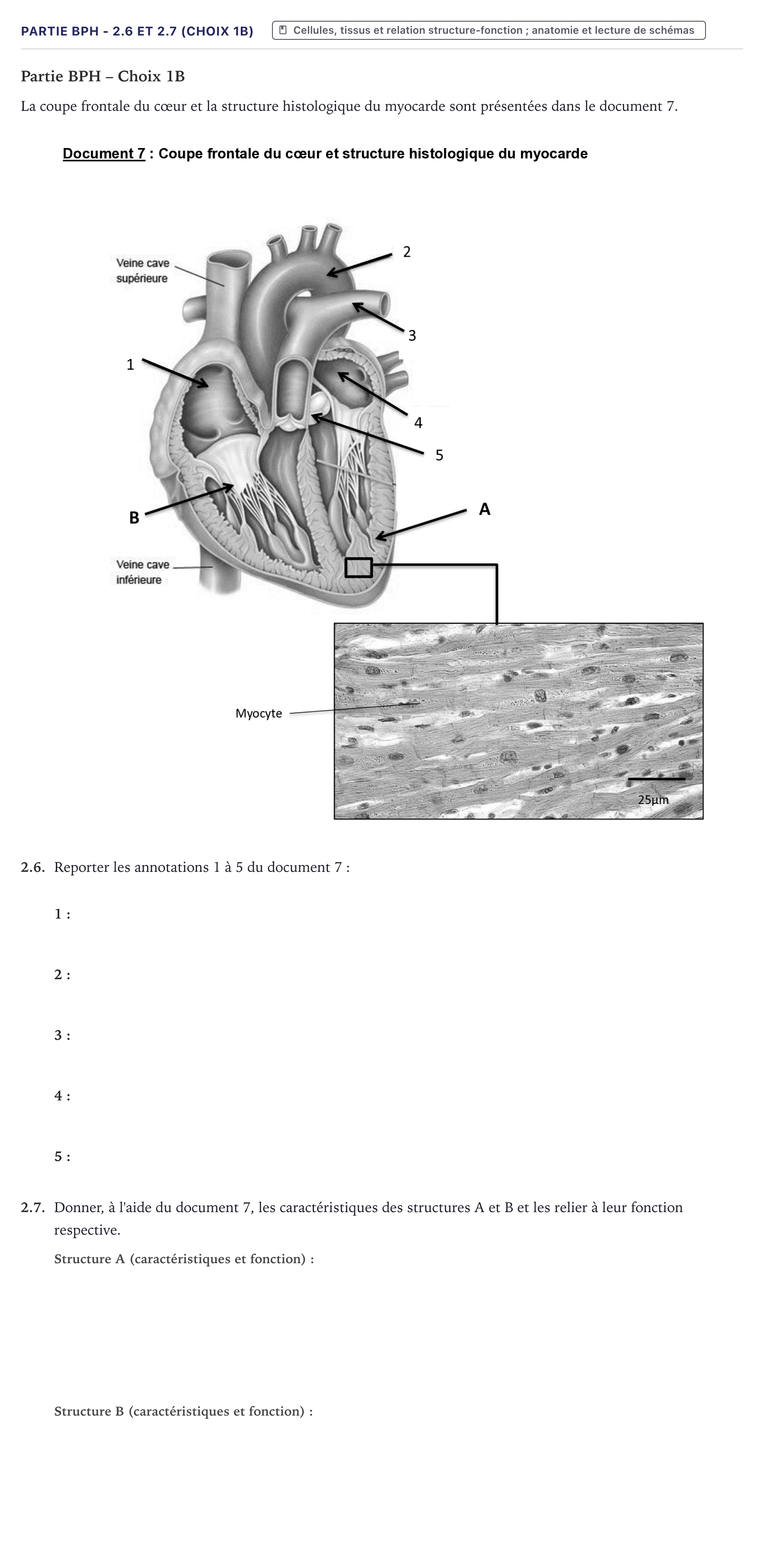 Énoncé: Partie BPH - 2.6 et 2.7 (Choix 1B) · Bac ST2S Chimie, Biologie et Physiopathologie Humaines Métropole 2022