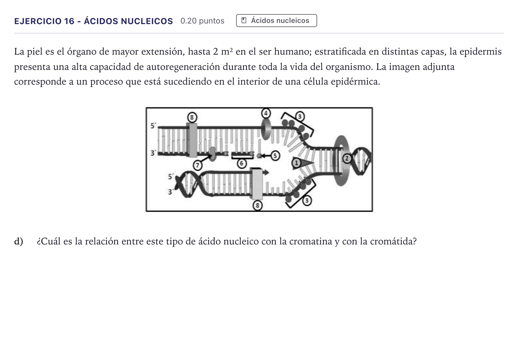 Enunciado: Ejercicio 16 - Ácidos nucleicos · Biología PAU Canarias Julio 2022