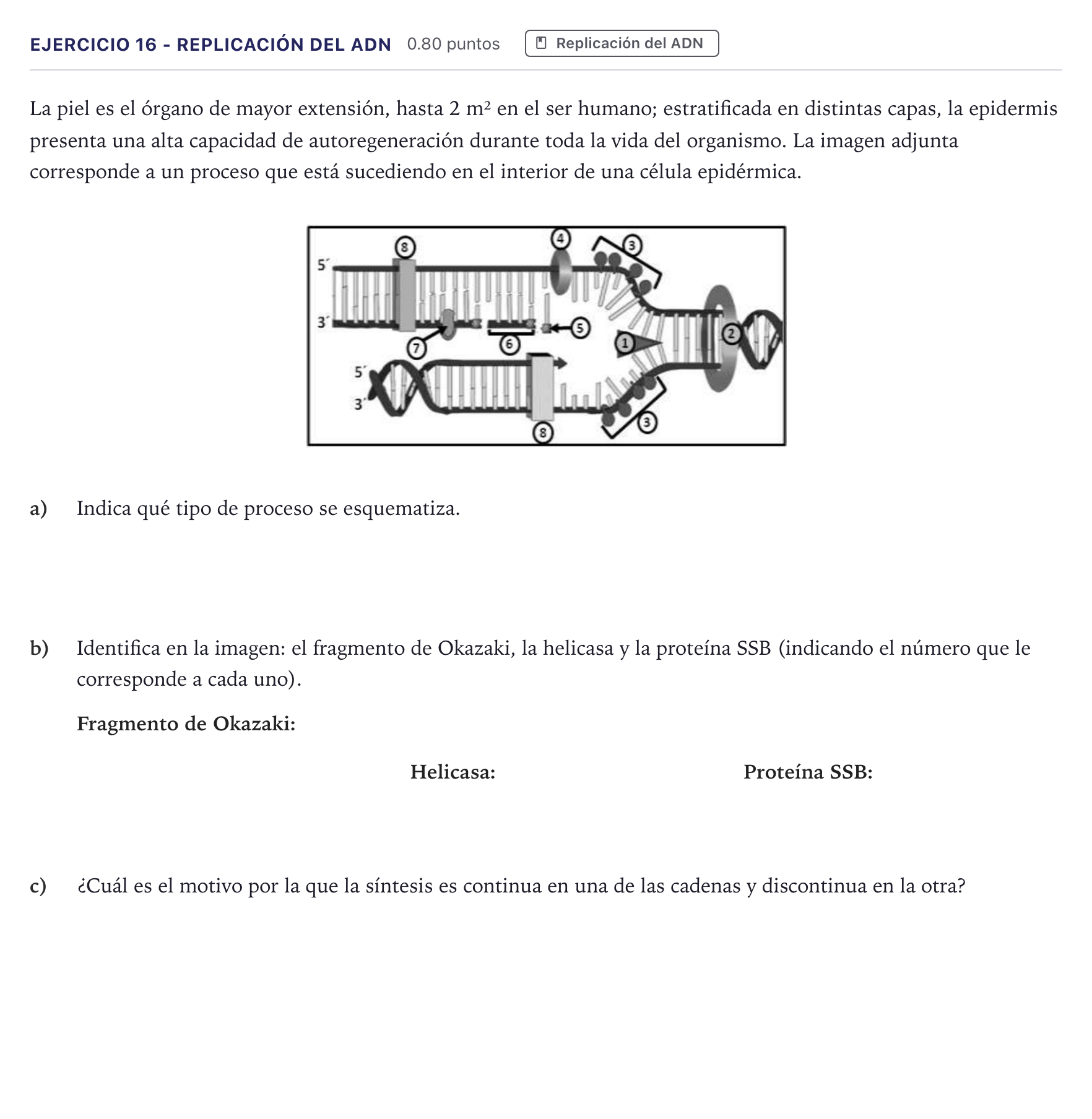 Enunciado: Ejercicio 16 - Replicación del ADN · Biología PAU Canarias Julio 2022