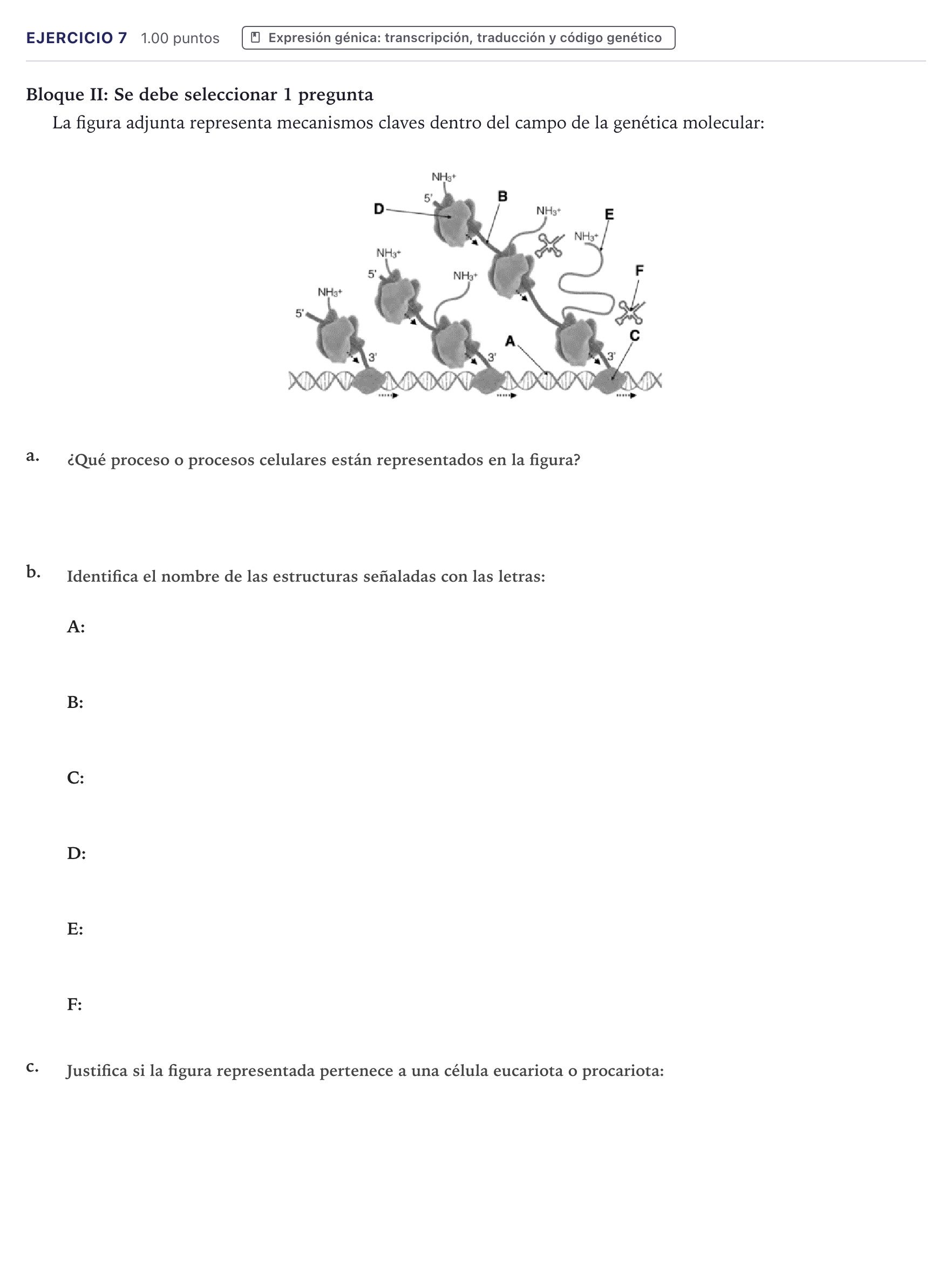 Enunciado: Problema 7 · Biología PAU Canarias Julio 2025