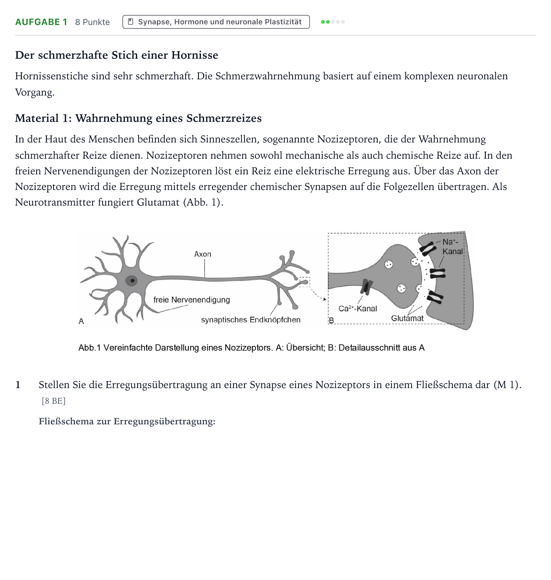 Aufgabenstellung: Aufgabe 1 - Synapse, Hormone und neuronale Plastizität · Abitur NRW Biologie GK · Hornisse-GN 2025