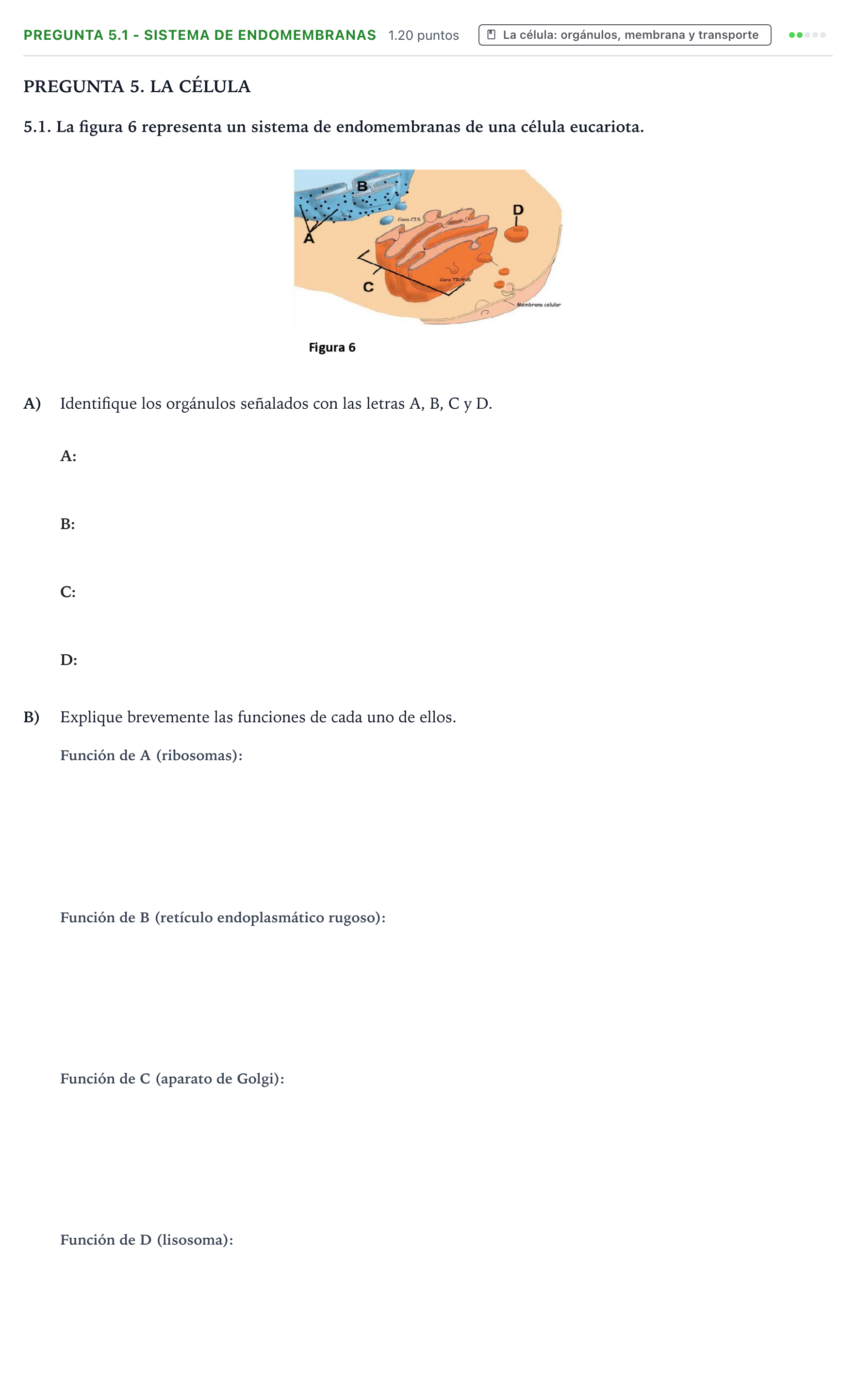 Enunciado: Pregunta 5.1 - Sistema de endomembranas · Biología PAU Galicia Ordinaria 2024